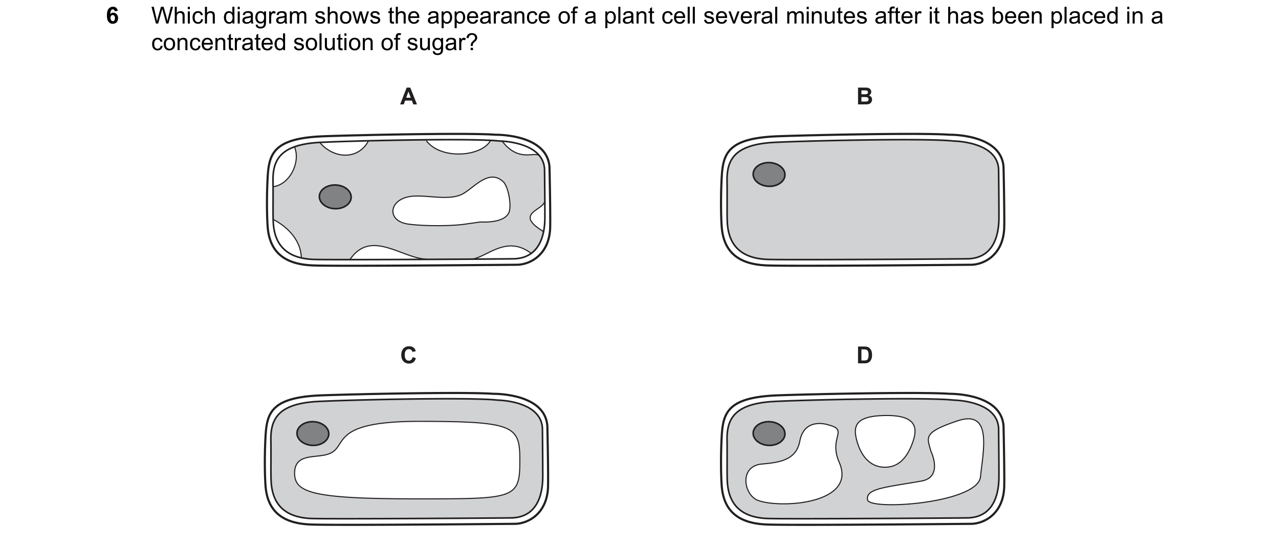 Question 7: Which diagram shows the appearance of a plant cell several minutes after it has been placed in a concentrated solution of sugar? A B C D