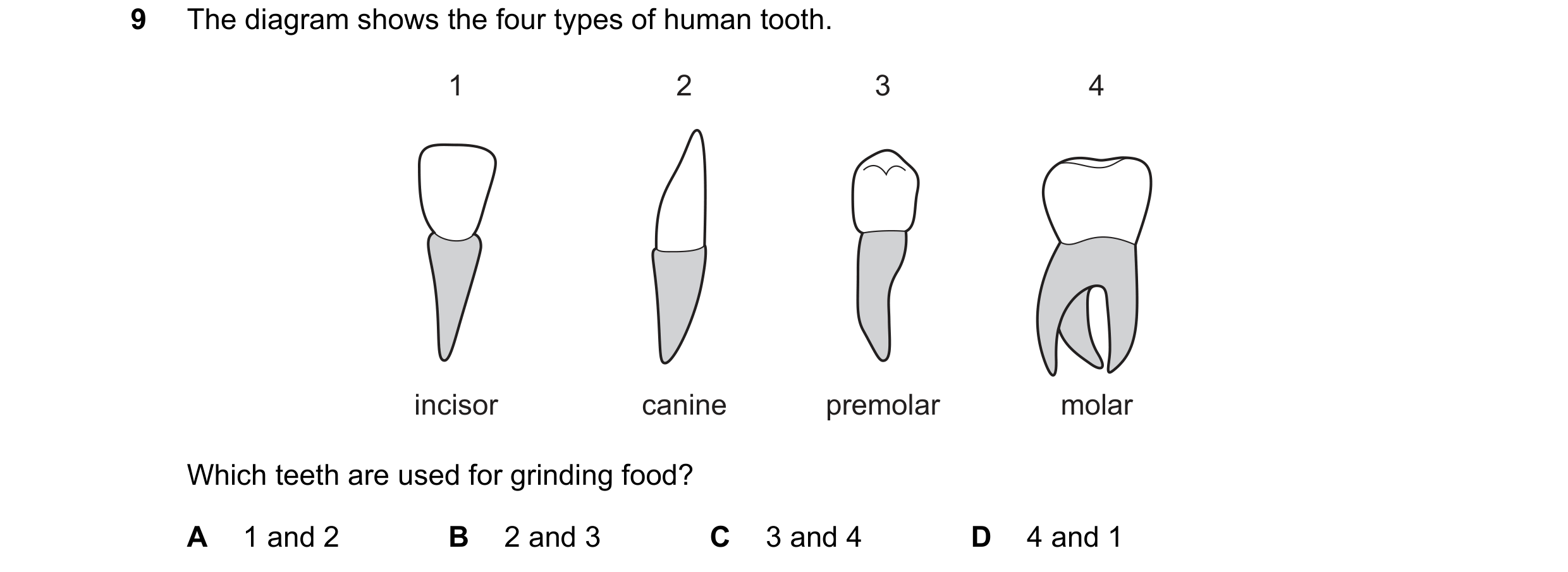 Question 6: The diagram shows the four types of human tooth. 1 2 3 4 incisor canine premolar molar Which teeth are used for grinding food? A 1 and 2 B …
