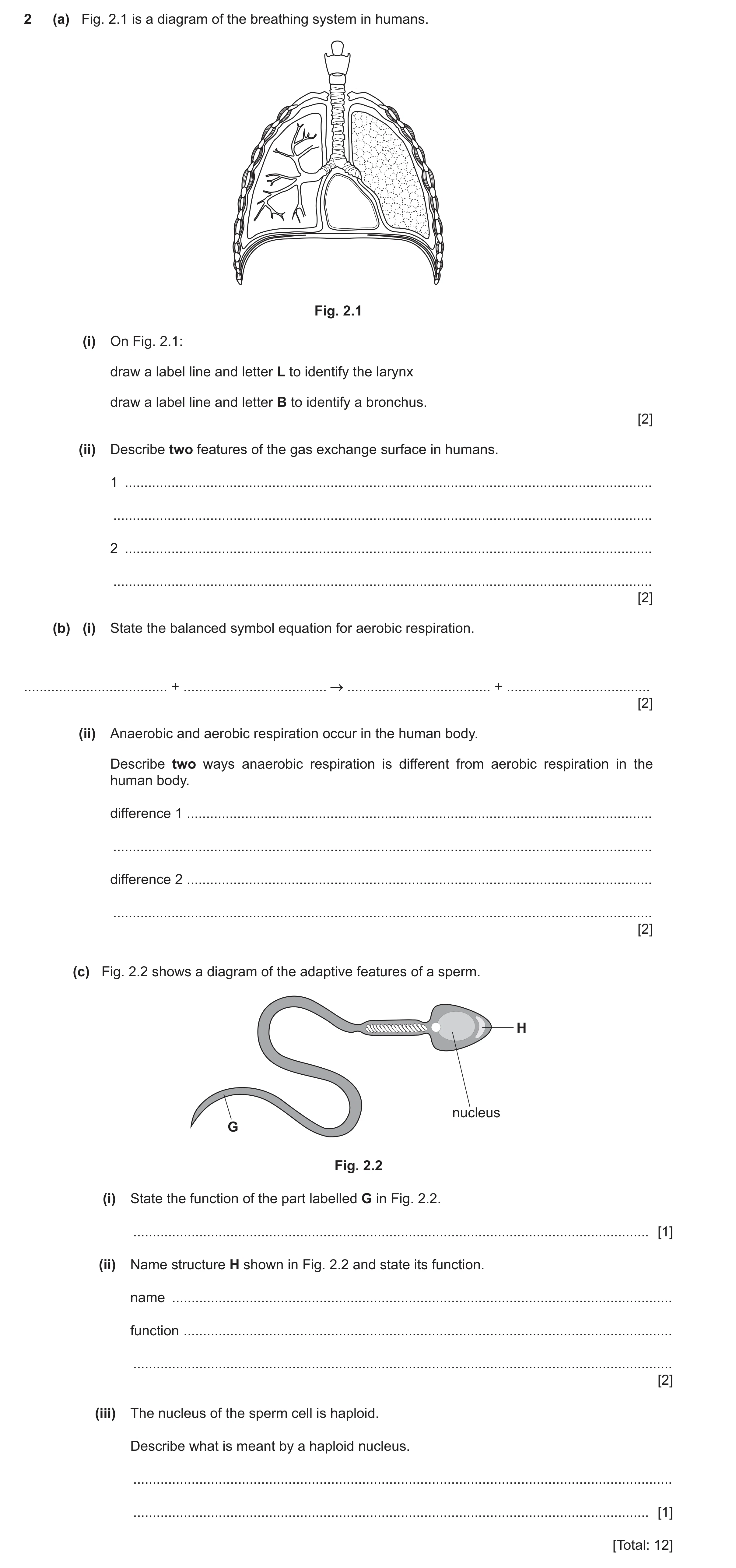 Question 23: (a) Fig. 2.1 is a diagram of the breathing system in humans. Fig. 2.1 (i) On Fig. 2.1: draw a label line and letter L to identify the laryn…