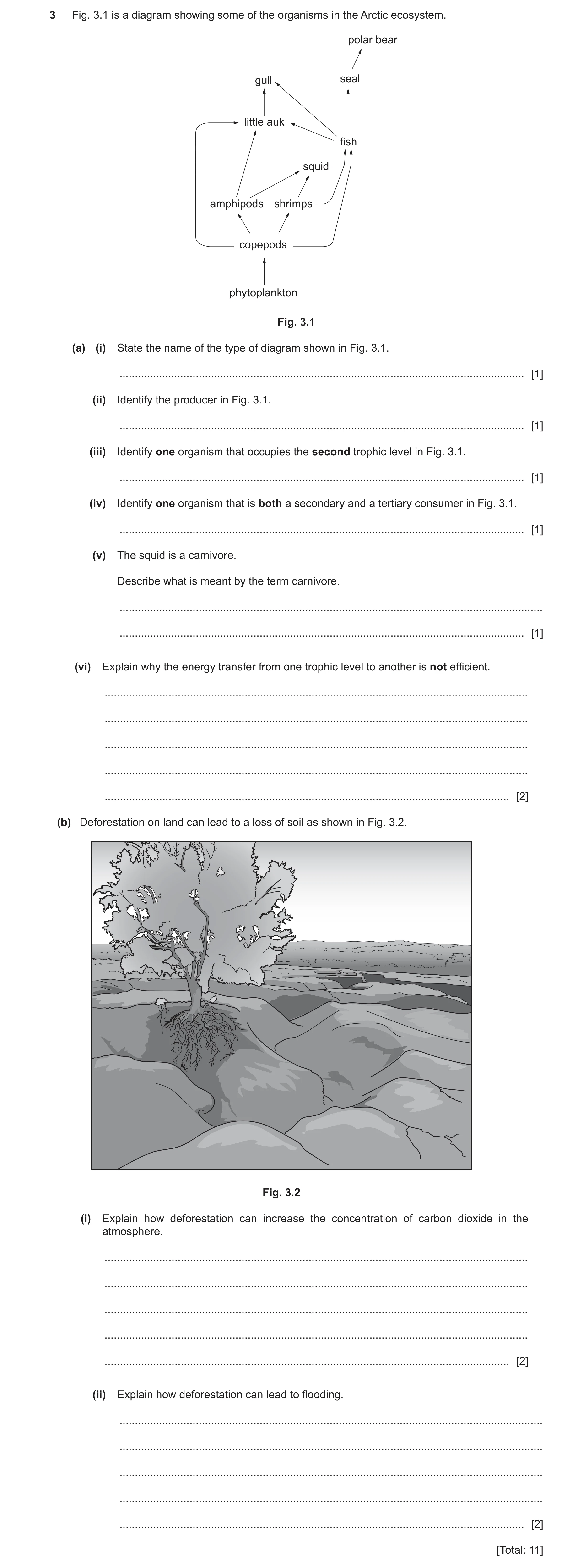 Question 15: Fig. 3.1 is a diagram showing some of the organisms in the Arctic ecosystem. polar bear gull seal little auk fish squid amphipods shrimps c…