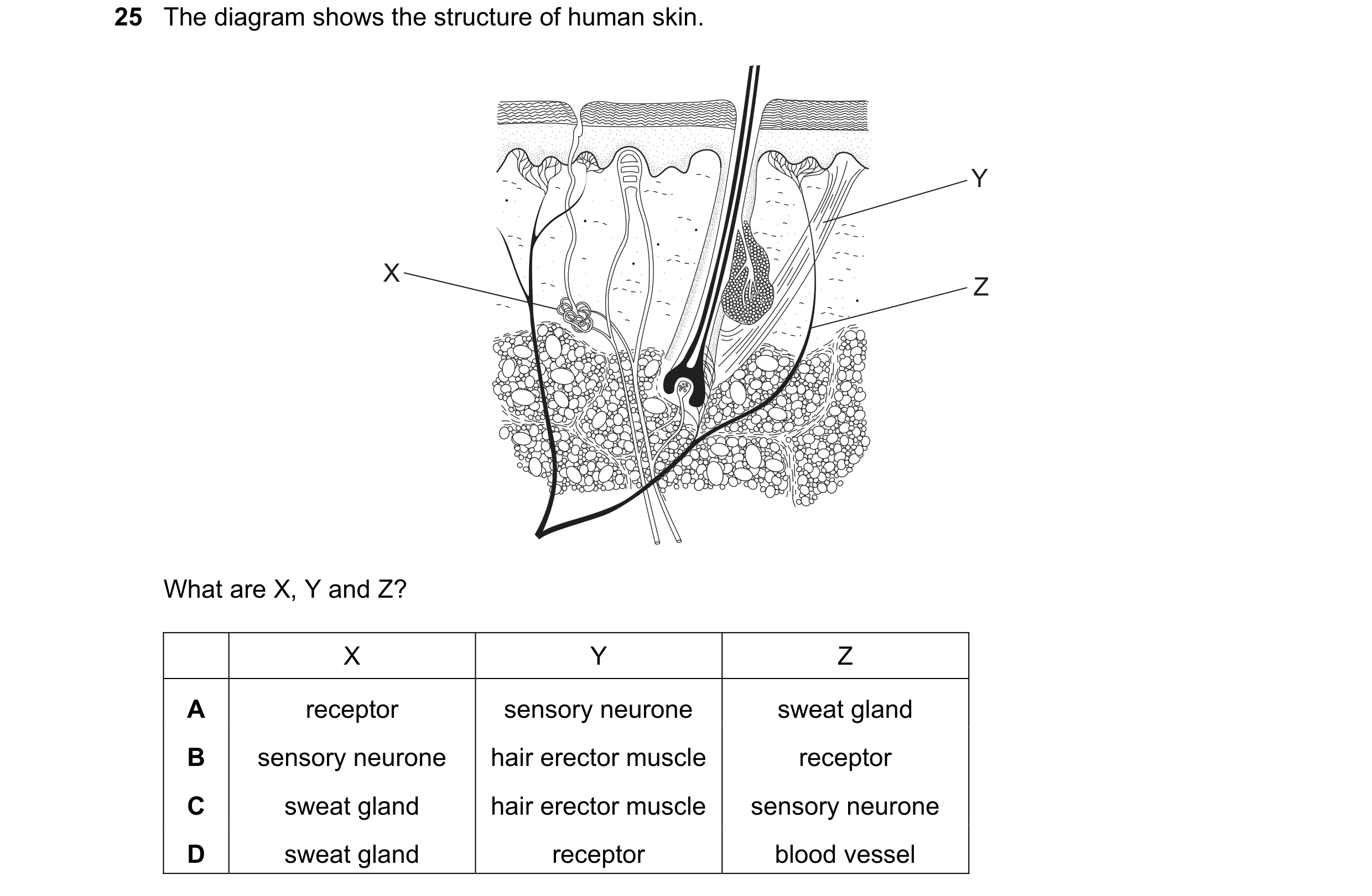 Question 1: The diagram shows the structure of human skin. Y X Z What are X, Y and Z? X Y Z A receptor sensory neurone sweat gland B sensory neurone ha…
