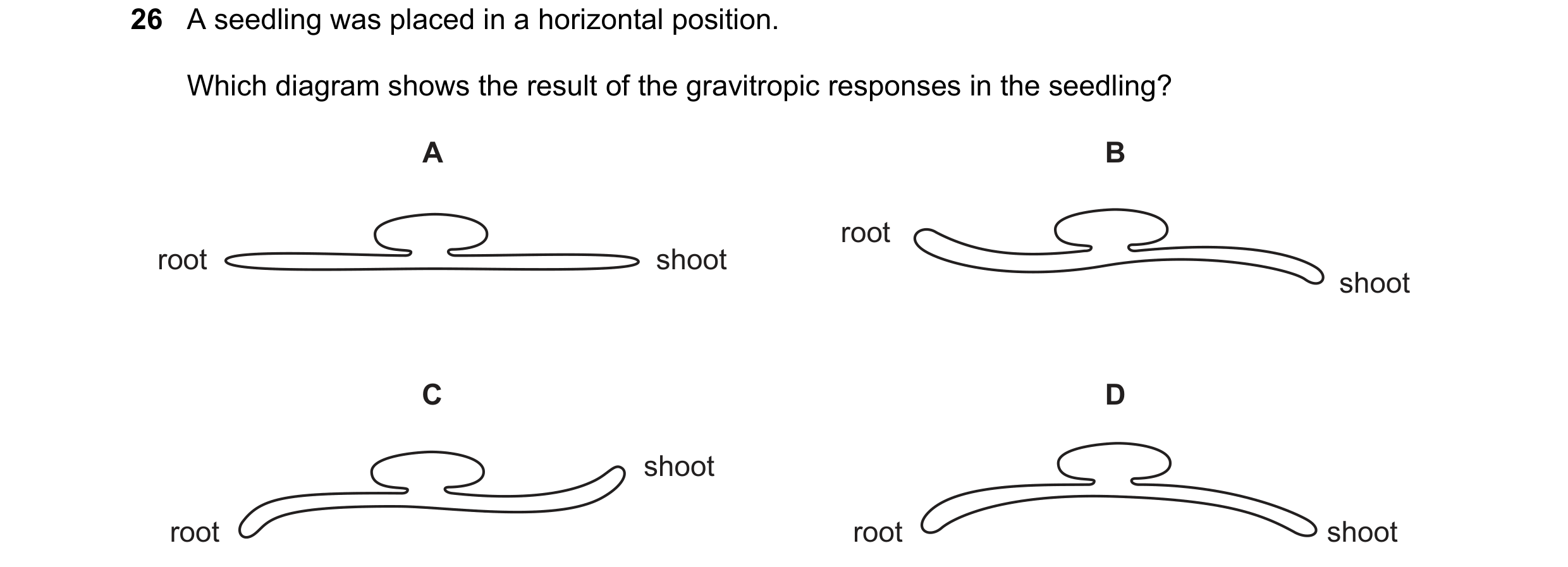 Question 1: A seedling was placed in a horizontal position. Which diagram shows the result of the gravitropic responses in the seedling? A B root root …
