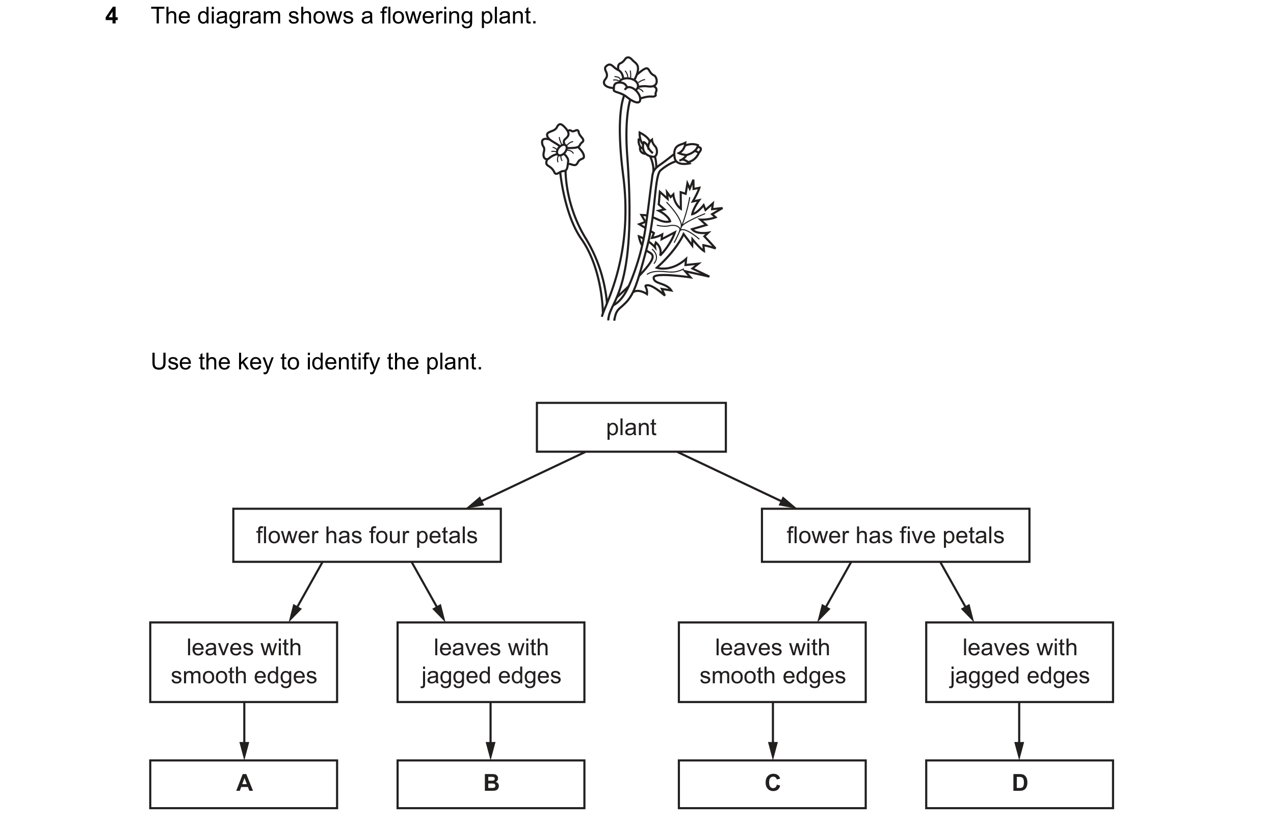 Question 2: The diagram shows a flowering plant. Use the key to identify the plant. plant flower has four petals flower has five petals leaves with lea…