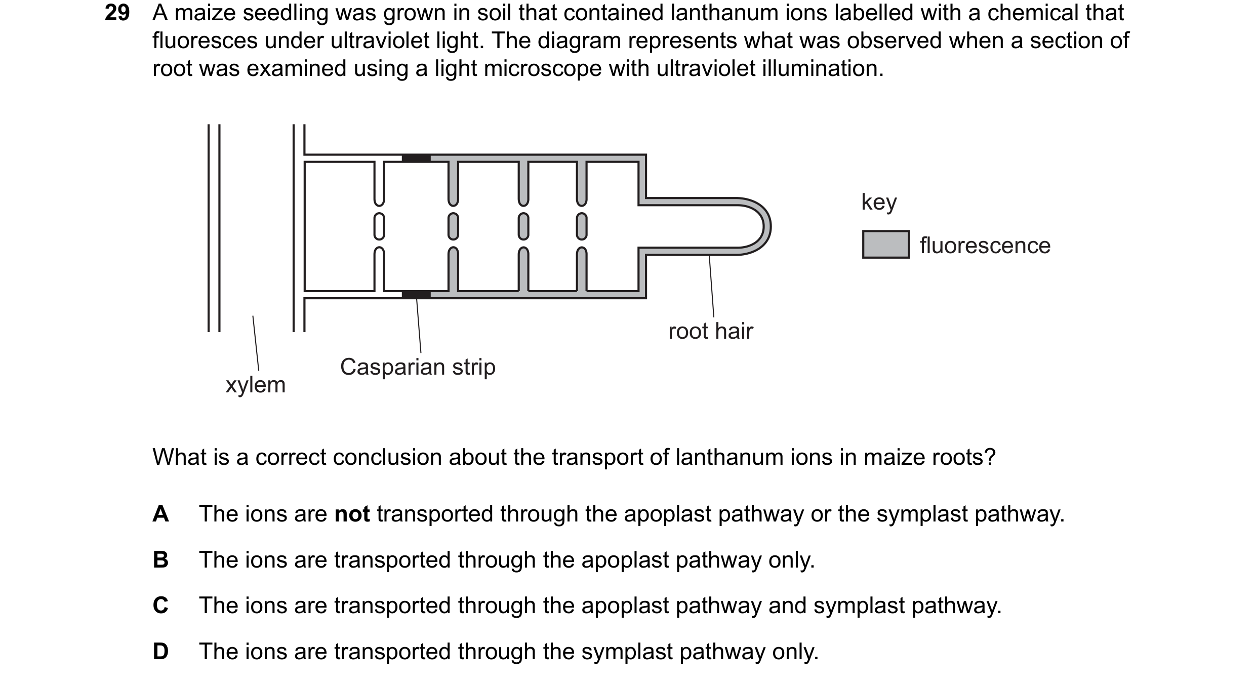 Question 312: A maize seedling was grown in soil that contained lanthanum ions labelled with a chemical that fluoresces under ultraviolet light. The diag…