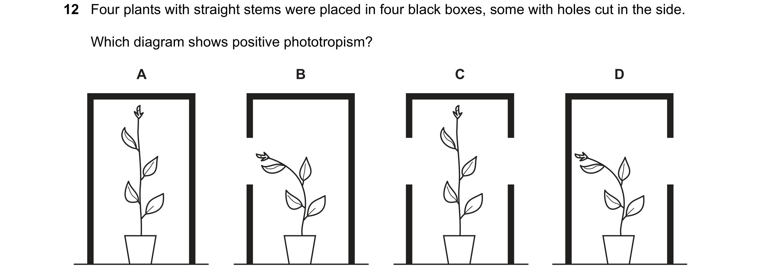Question 48: Four plants with straight stems were placed in four black boxes, some with holes cut in the side. Which diagram shows positive phototropism…