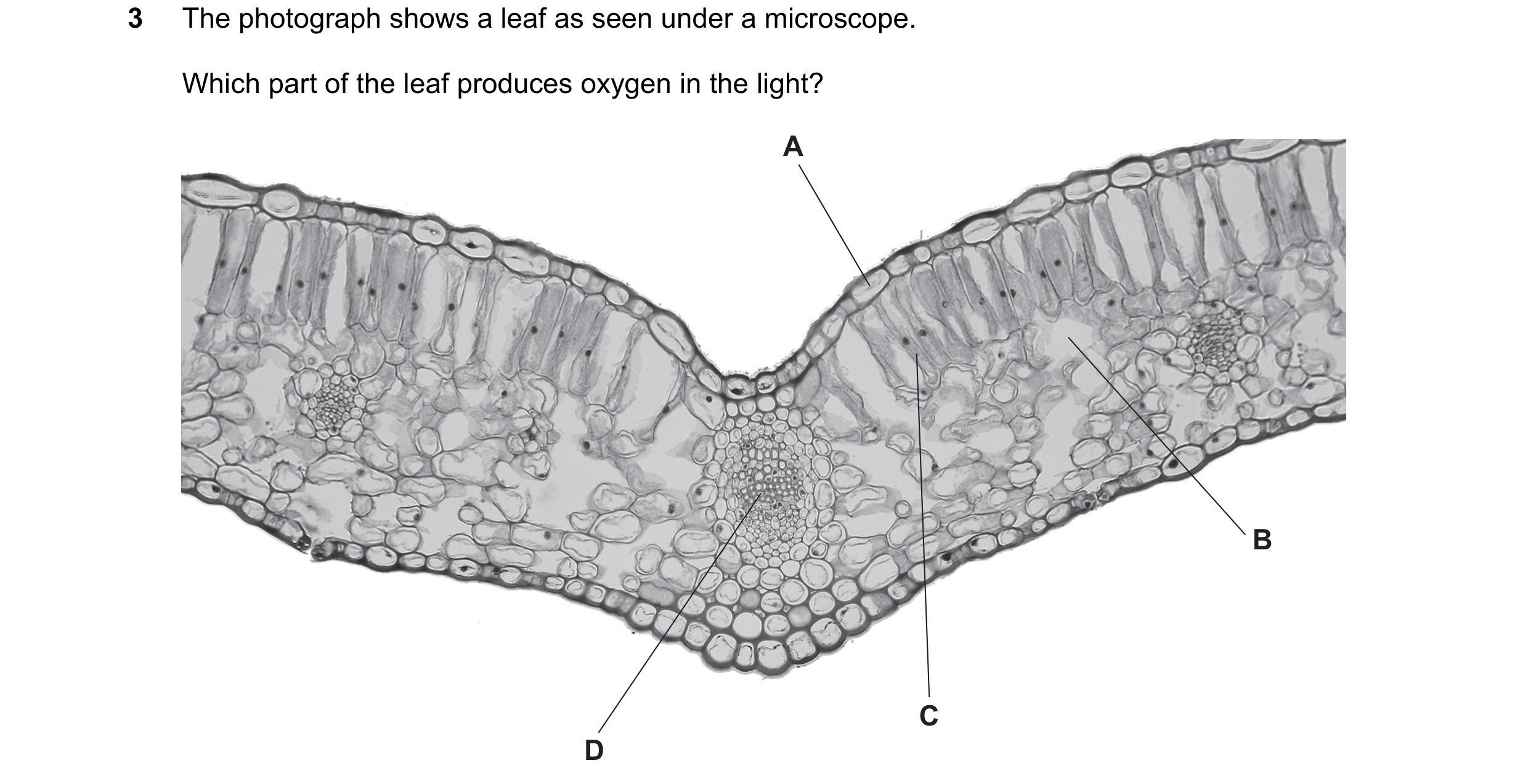 Question 33: The photograph shows a leaf as seen under a microscope. Which part of the leaf produces oxygen in the light? A B C D