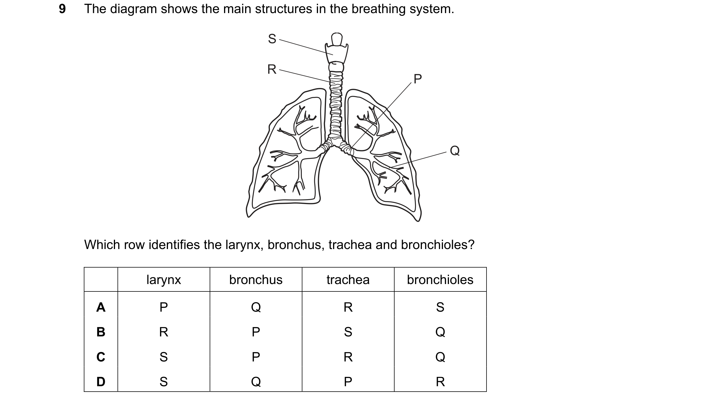 Question 35: The diagram shows the main structures in the breathing system. S R P Q Which row identifies the larynx, bronchus, trachea and bronchioles? …