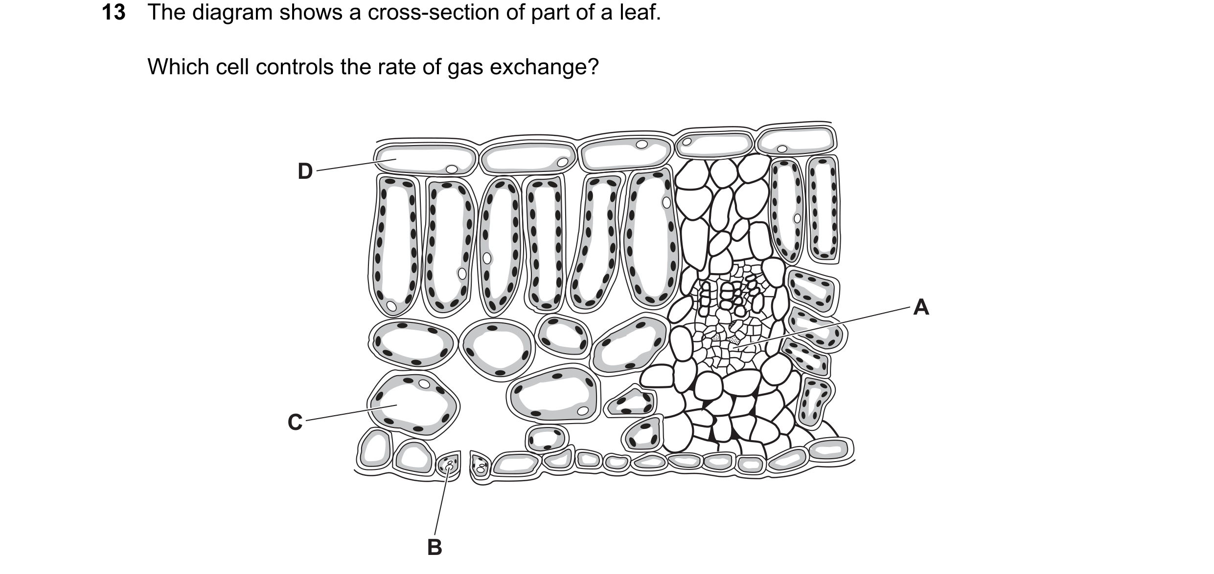 Question 21: The diagram shows a cross-section of part of a leaf. Which cell controls the rate of gas exchange? D A C B