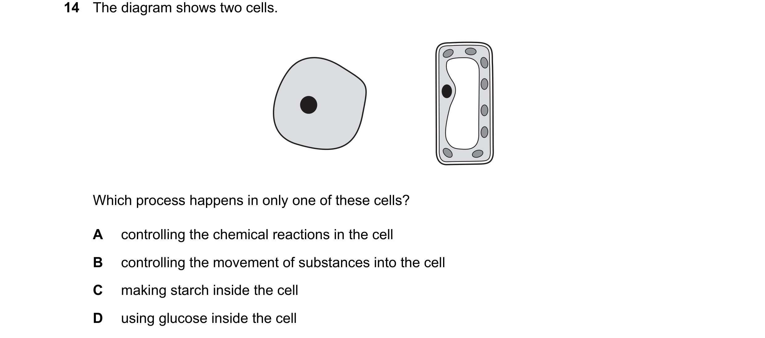 Question 42: The diagram shows two cells. Which process happens in only one of these cells? A controlling the chemical reactions in the cell B controlli…