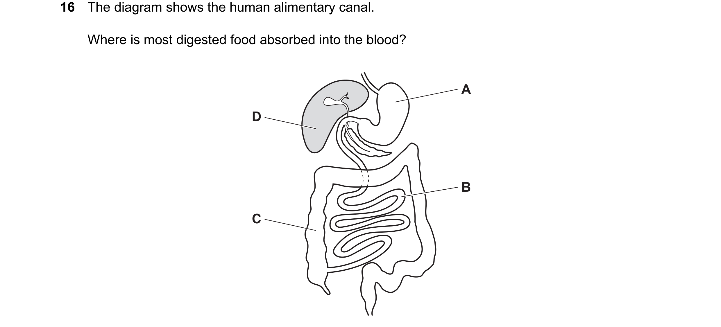 Question 23: The diagram shows the human alimentary canal. Where is most digested food absorbed into the blood? A D B C