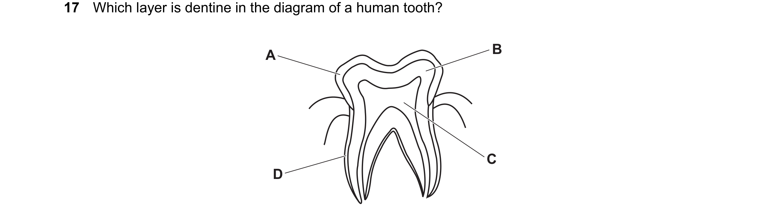 Question 24: Which layer is dentine in the diagram of a human tooth? A B C D