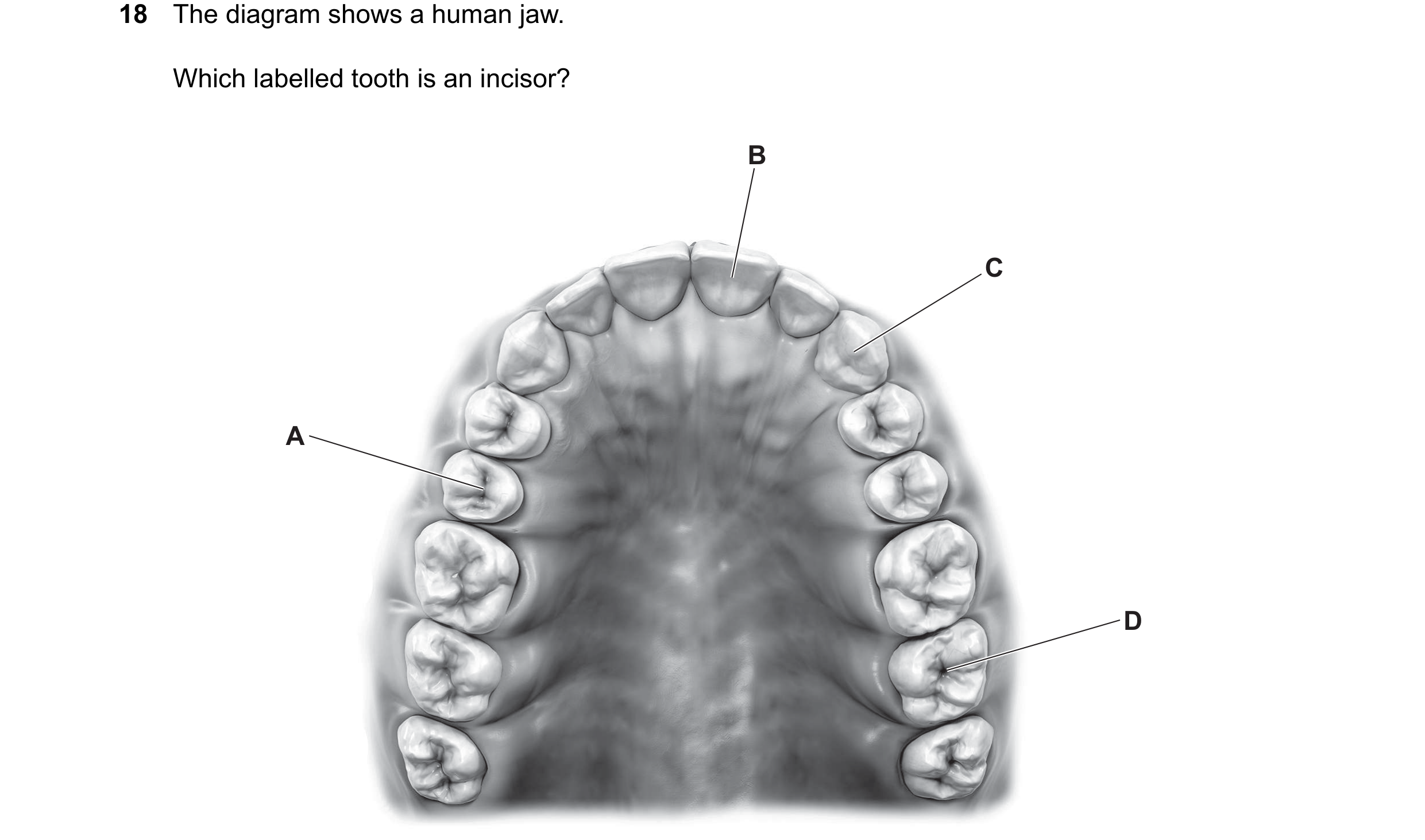 Question 25: The diagram shows a human jaw. Which labelled tooth is an incisor? B C A D