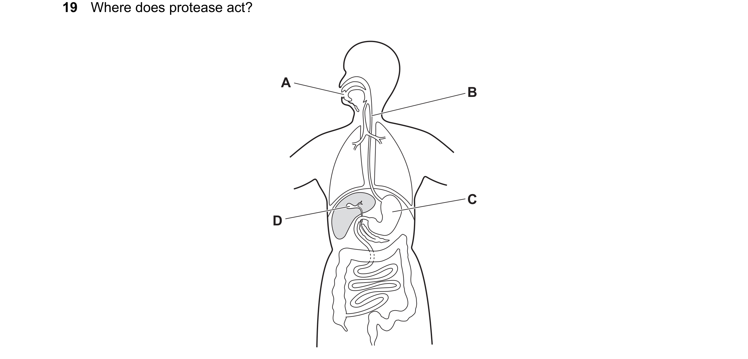 Question 26: Where does protease act? A B C D