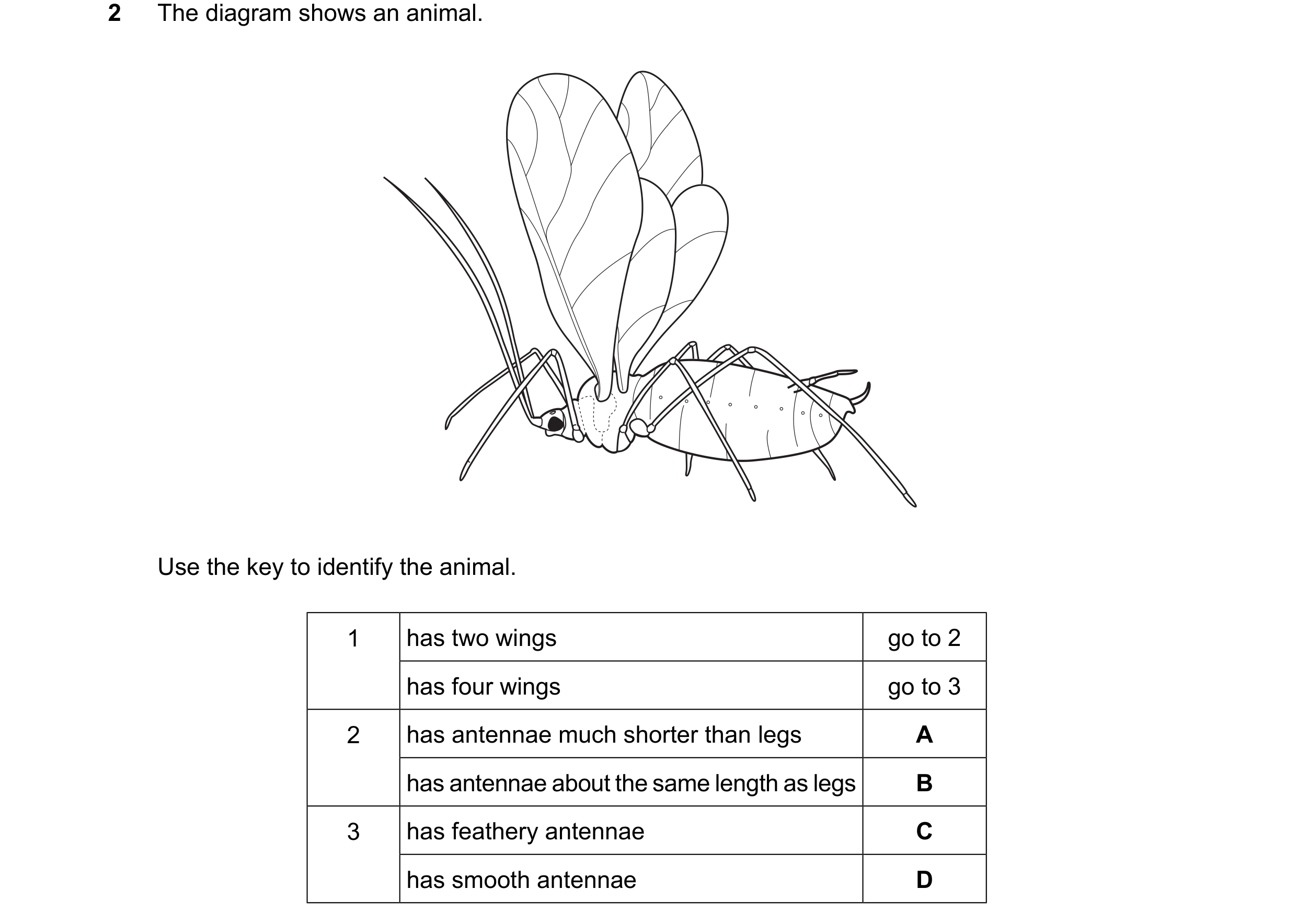 Question 22: The diagram shows an animal. Use the key to identify the animal. 1 has two wings go to 2 has four wings go to 3 2 has antennae much shorter…