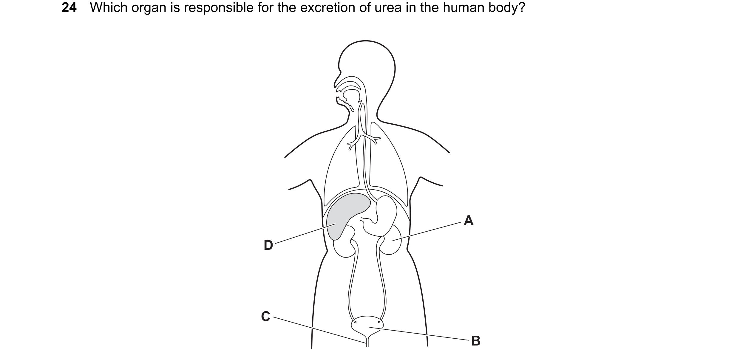 Question 23: Which organ is responsible for the excretion of urea in the human body? A D C B