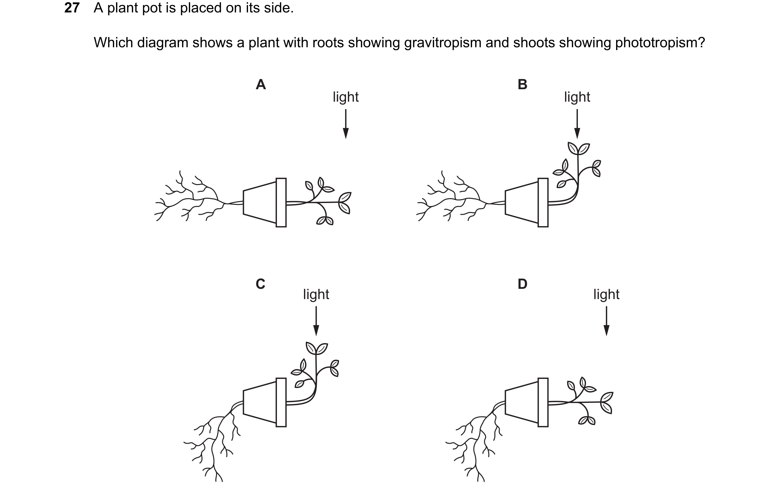 Question 8: A plant pot is placed on its side. Which diagram shows a plant with roots showing gravitropism and shoots showing phototropism? A B light l…