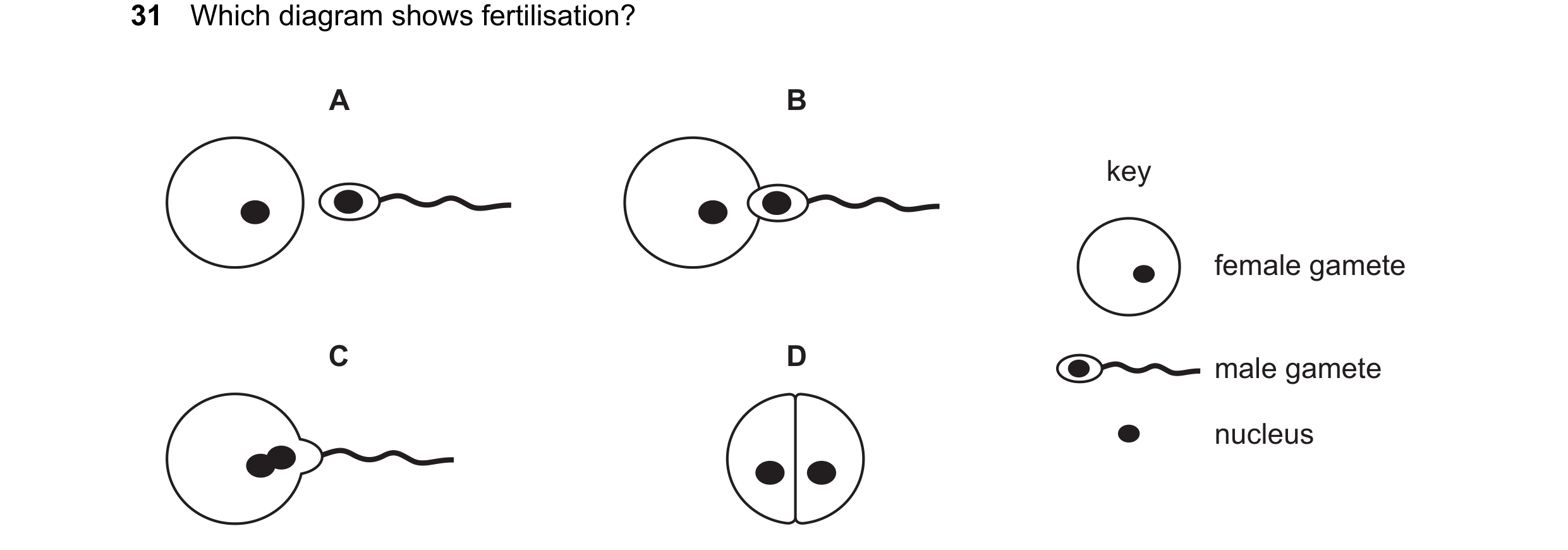 Question 26: Which diagram shows fertilisation? A B key female gamete C D male gamete nucleus