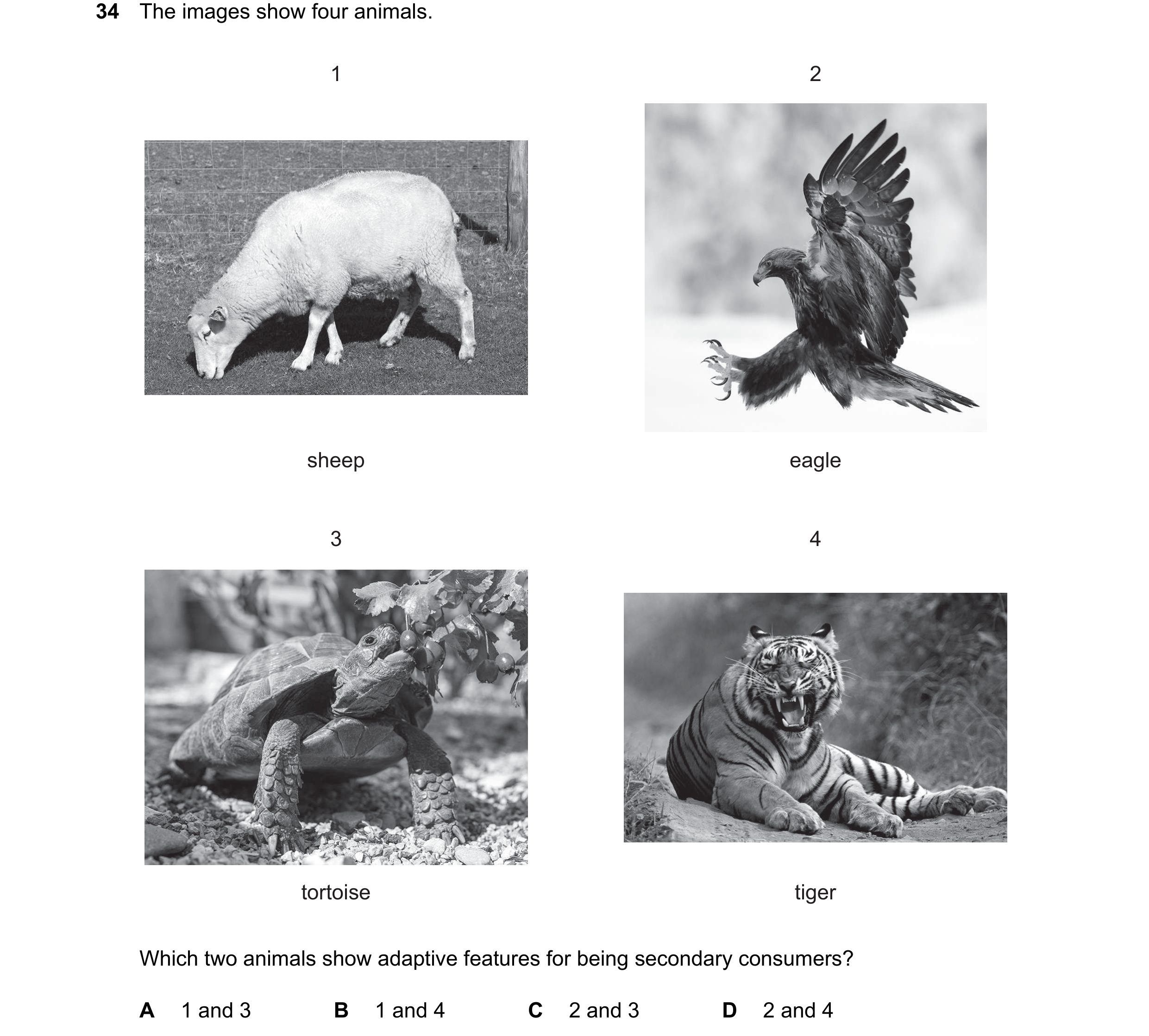 Question 24: The images show four animals. 1 2 sheep eagle 3 4 tortoise tiger Which two animals show adaptive features for being secondary consumers? A …