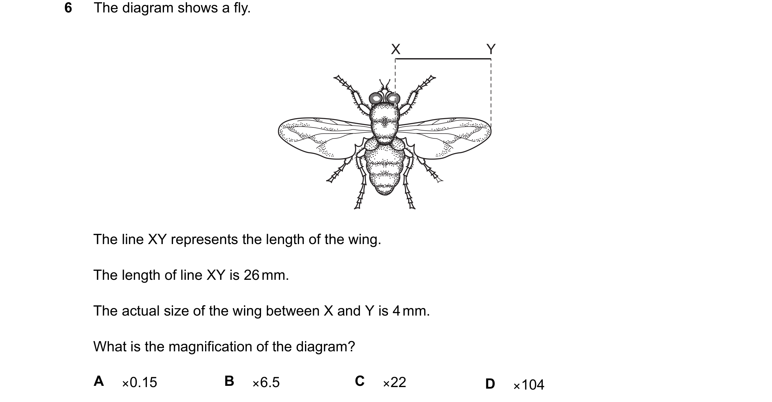 Question 12: The diagram shows a fly. X Y The line XY represents the length of the wing. The length of line XY is 26 mm. The actual size of the wing bet…