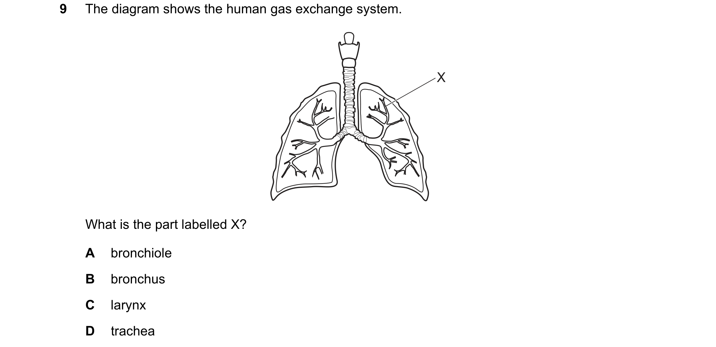Question 77: The diagram shows the human gas exchange system. X What is the part labelled X? A bronchiole B bronchus C larynx D trachea