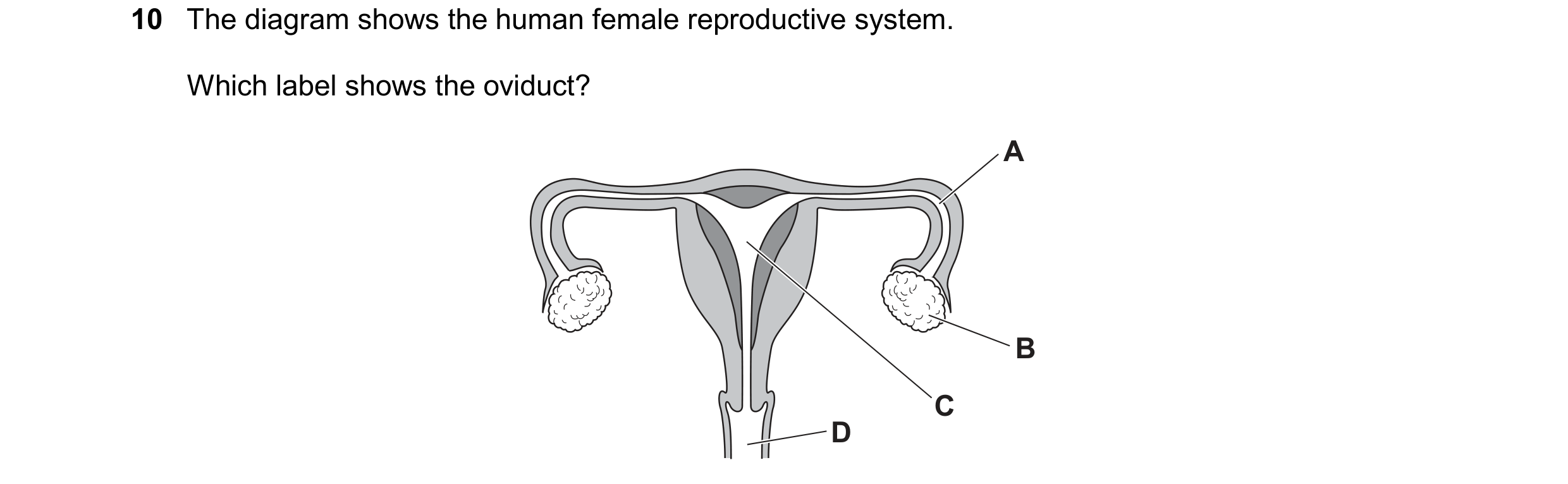 Question 22: The diagram shows the human female reproductive system. Which label shows the oviduct? A B C D