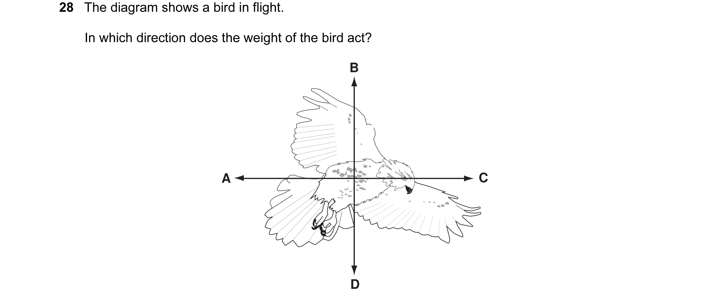 Question 2: The diagram shows a bird in flight. In which direction does the weight of the bird act? B A C D