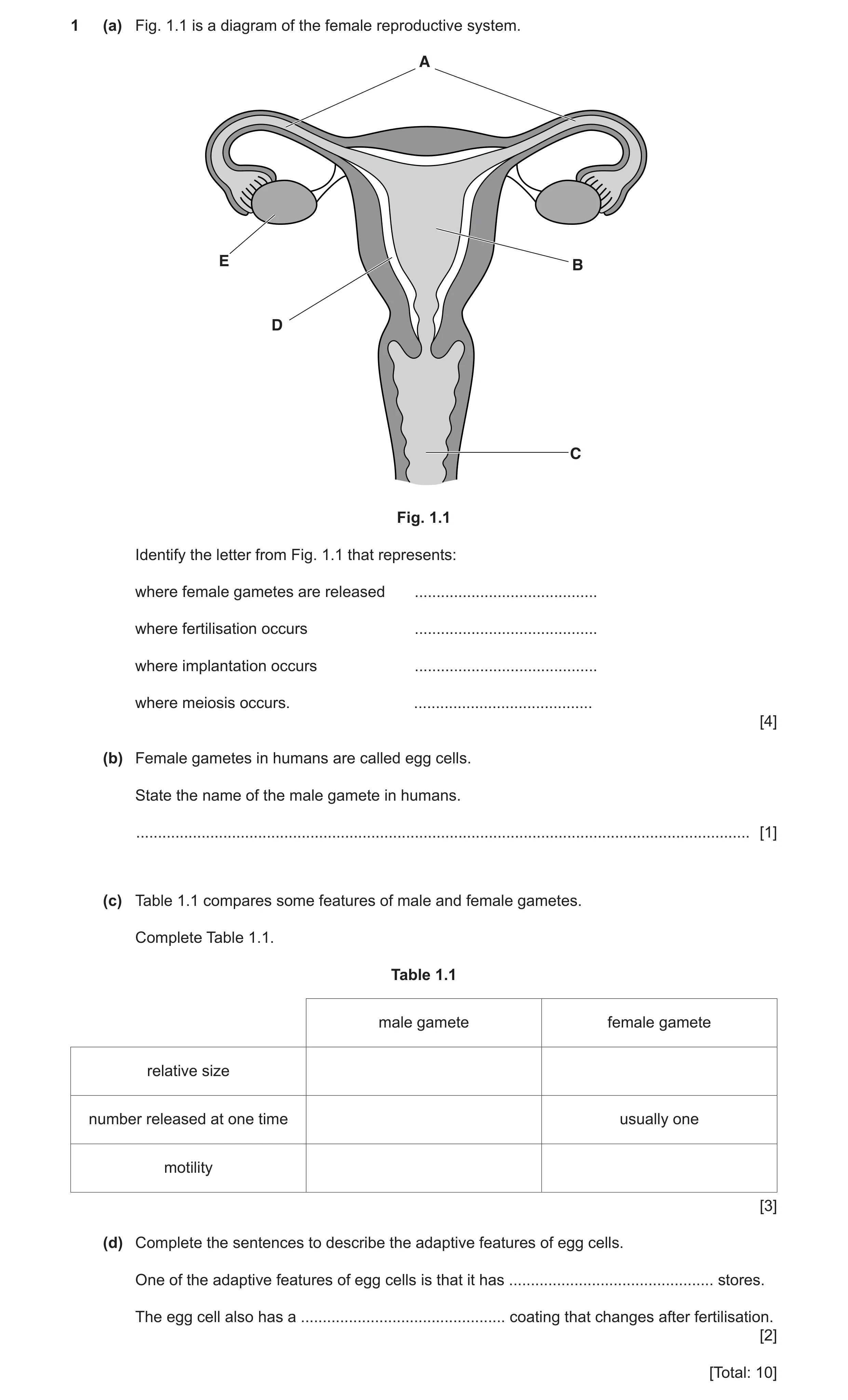 Question 9: (a) Fig. 1.1 is a diagram of the female reproductive system. A E B D C Fig. 1.1 Identify the letter from Fig. 1.1 that represents: where fe…