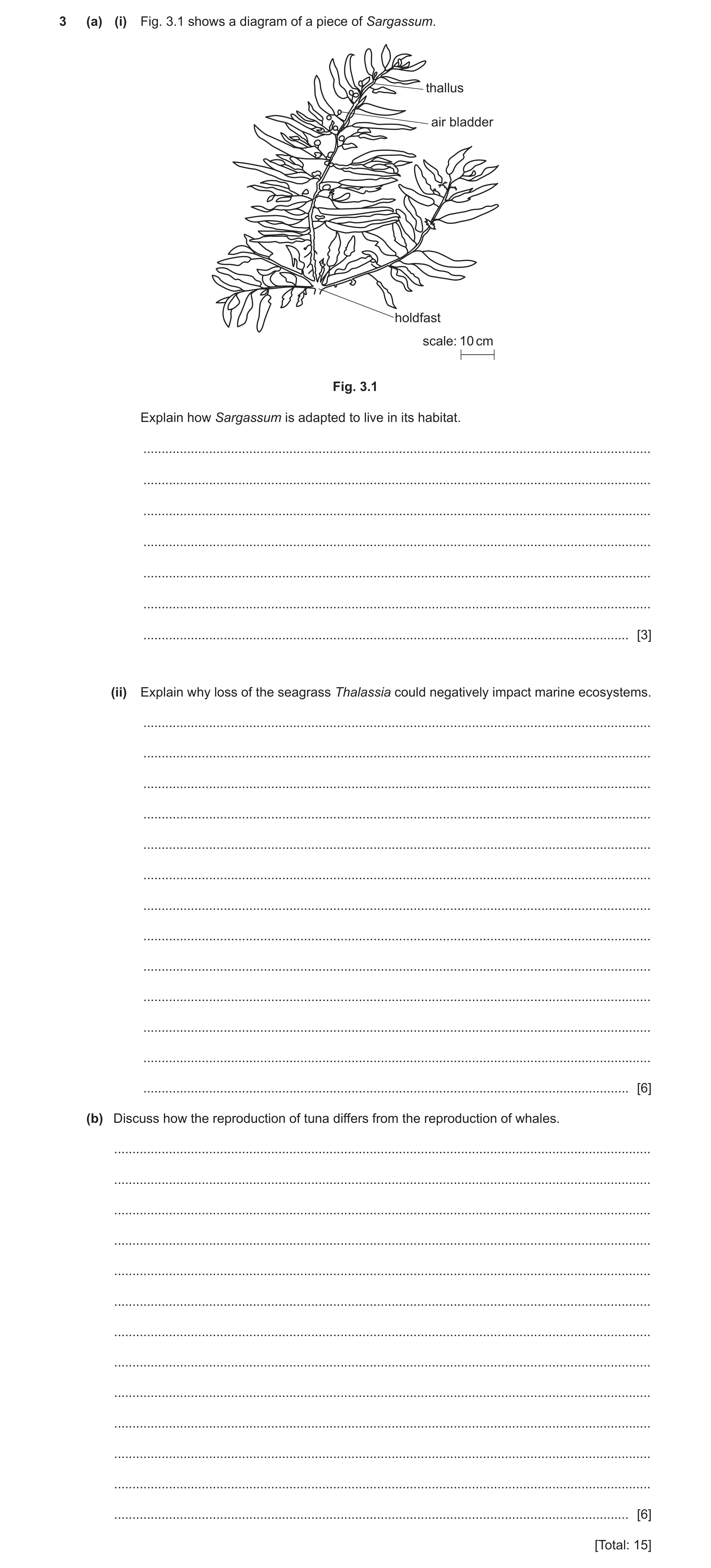 Question 2: (a) (i) Fig. 3.1 shows a diagram of a piece of Sargassum. thallus air bladder holdfast scale: 10 cm Fig. 3.1 Explain how Sargassum is adapt…