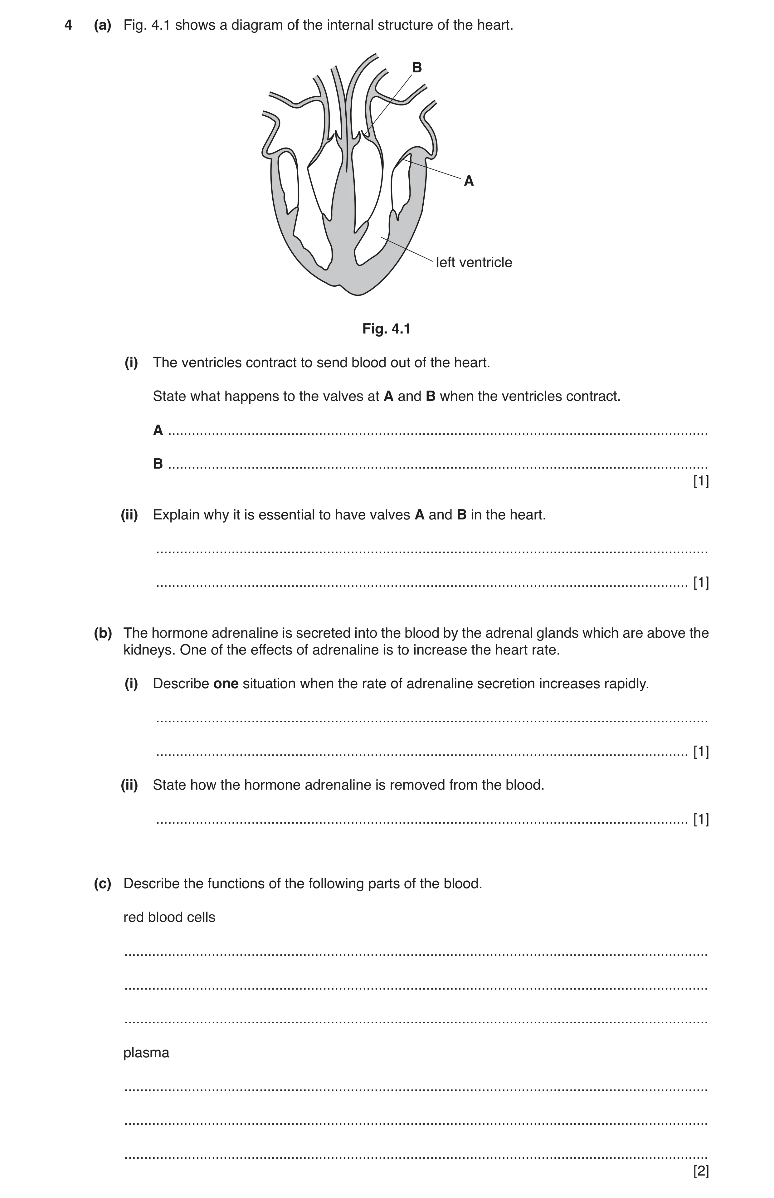 Question 2: (a) Fig. 4.1 shows a diagram of the internal structure of the heart. B A left ventricle Fig. 4.1 (i) The ventricles contract to send blood …