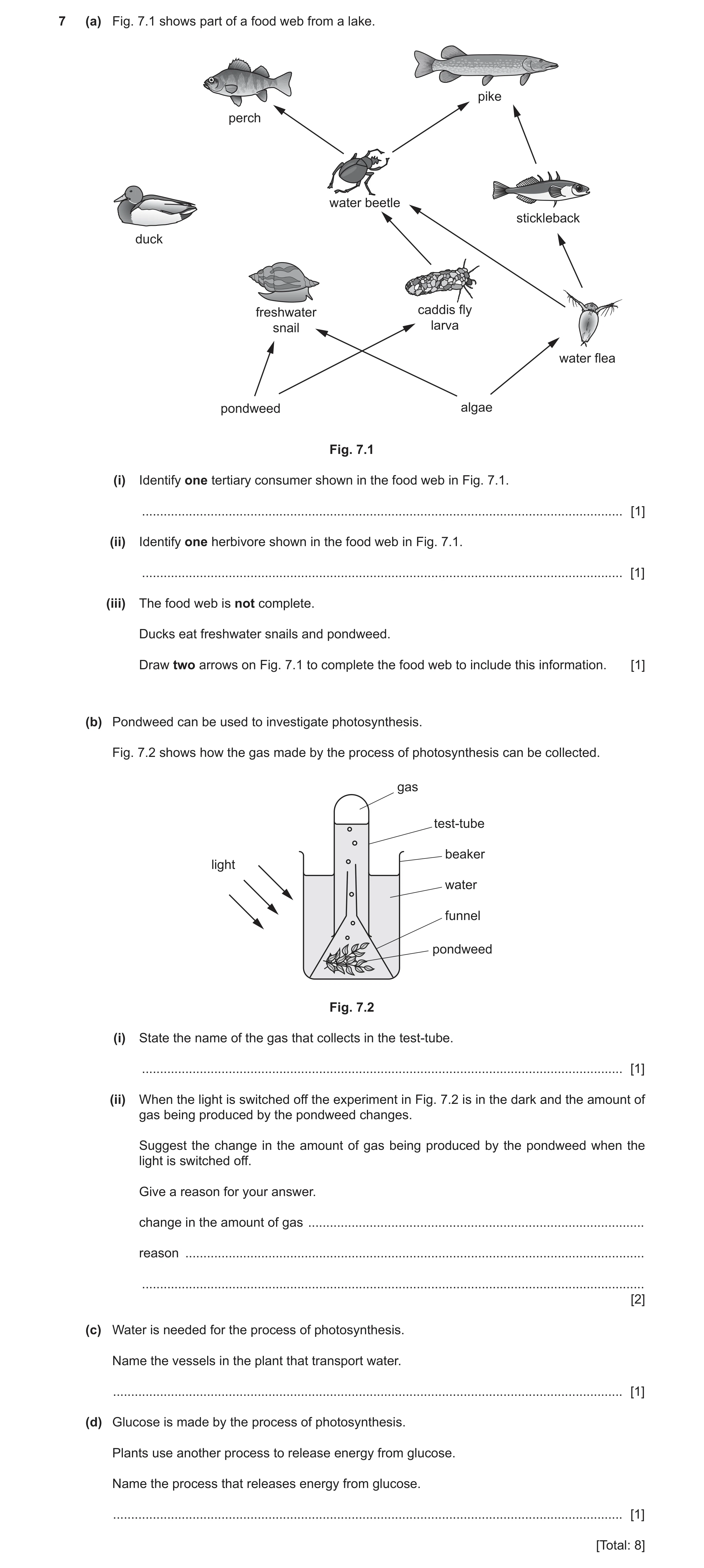 Question 12: (a) Fig. 7.1 shows part of a food web from a lake. pike perch water beetle stickleback duck freshwater caddis fly snail larva water flea po…