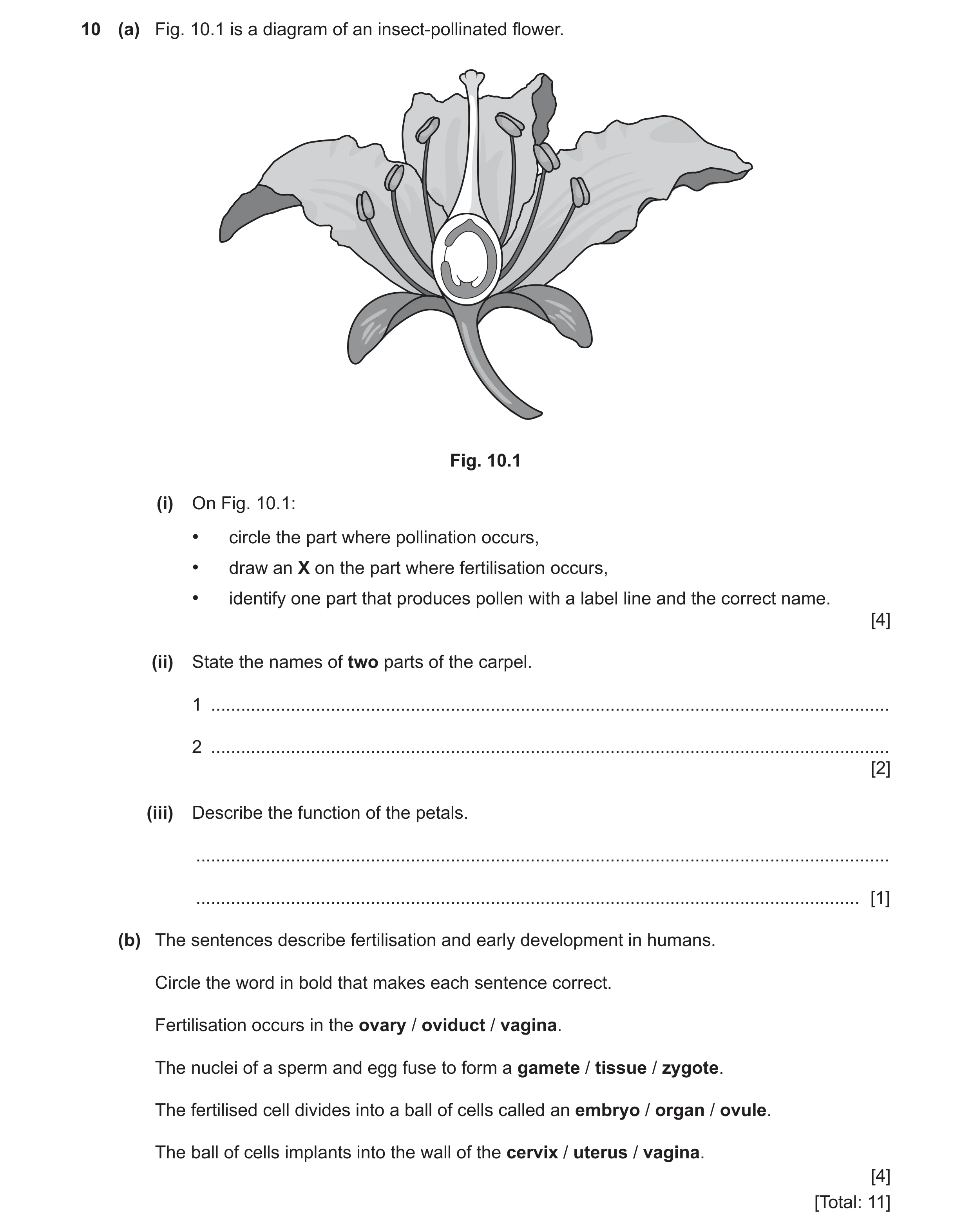 Question 12: (a) Fig. 10.1 is a diagram of an insect-pollinated flower. Fig. 10.1 (i) On Fig. 10.1: • circle the part where pollination occurs, • draw a…