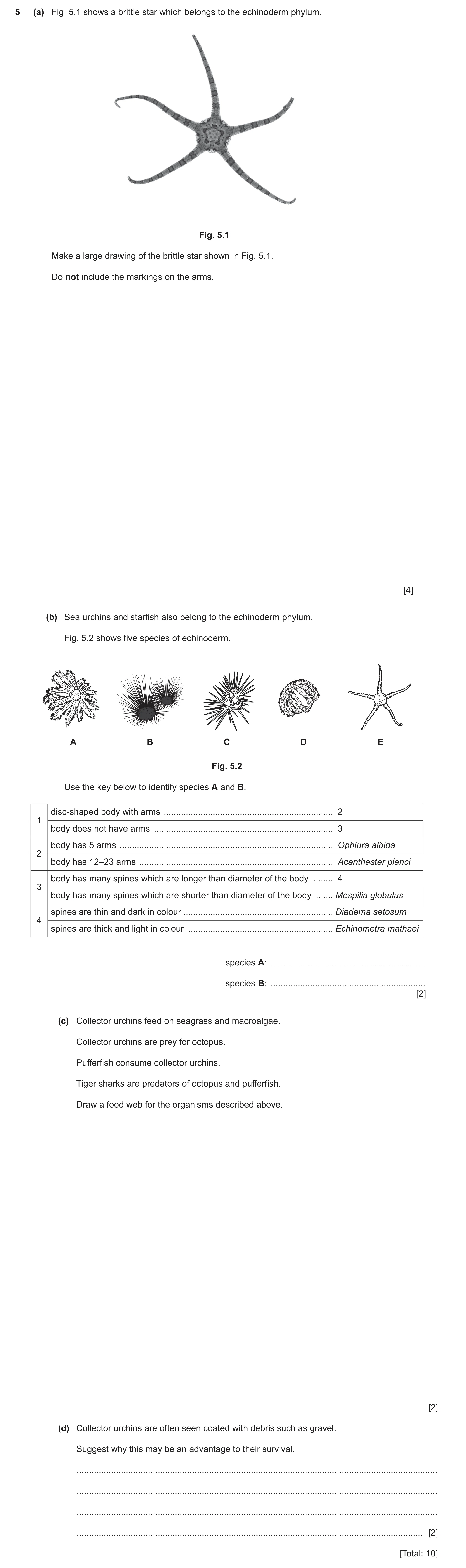 Question 40: (a) Fig. 5.1 shows a brittle star which belongs to the echinoderm phylum. Fig. 5.1 Make a large drawing of the brittle star shown in Fig. 5…