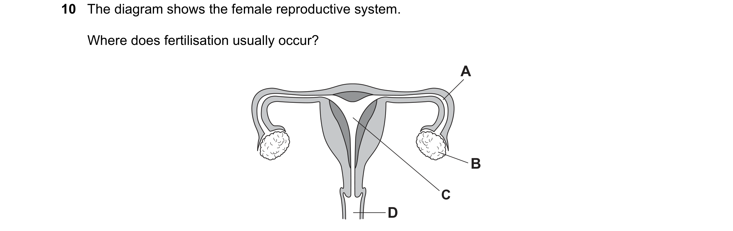 Question 56: The diagram shows the female reproductive system. Where does fertilisation usually occur? A B C D