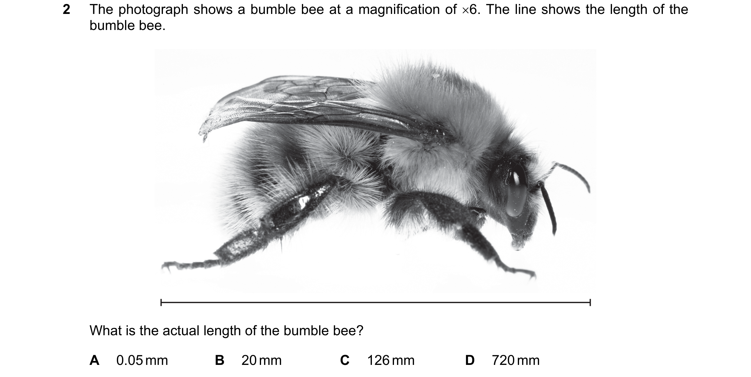 Question 4: The photograph shows a bumble bee at a magnification of 6. The line shows the length of the bumble bee. What is the actual length of the b…