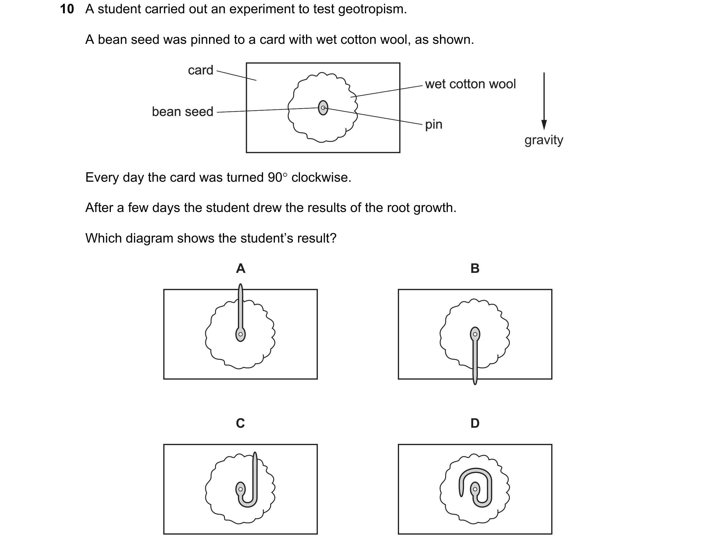 Question 4: A student carried out an experiment to test geotropism. A bean seed was pinned to a card with wet cotton wool, as shown. card card wet cott…