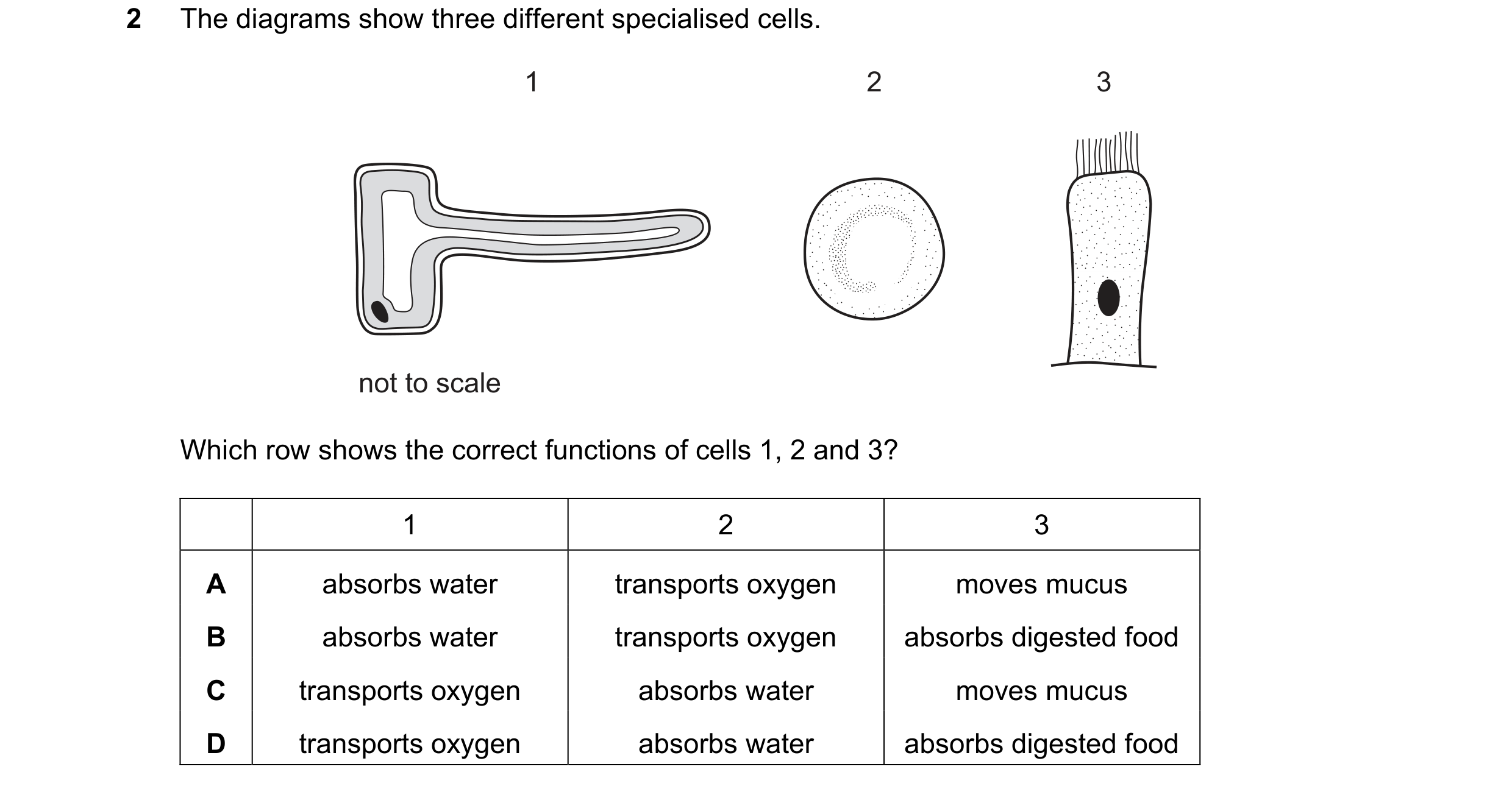 Question 30: The diagrams show three different specialised cells. 1 2 3 not to scale Which row shows the correct functions of cells 1, 2 and 3? 1 2 3 A …