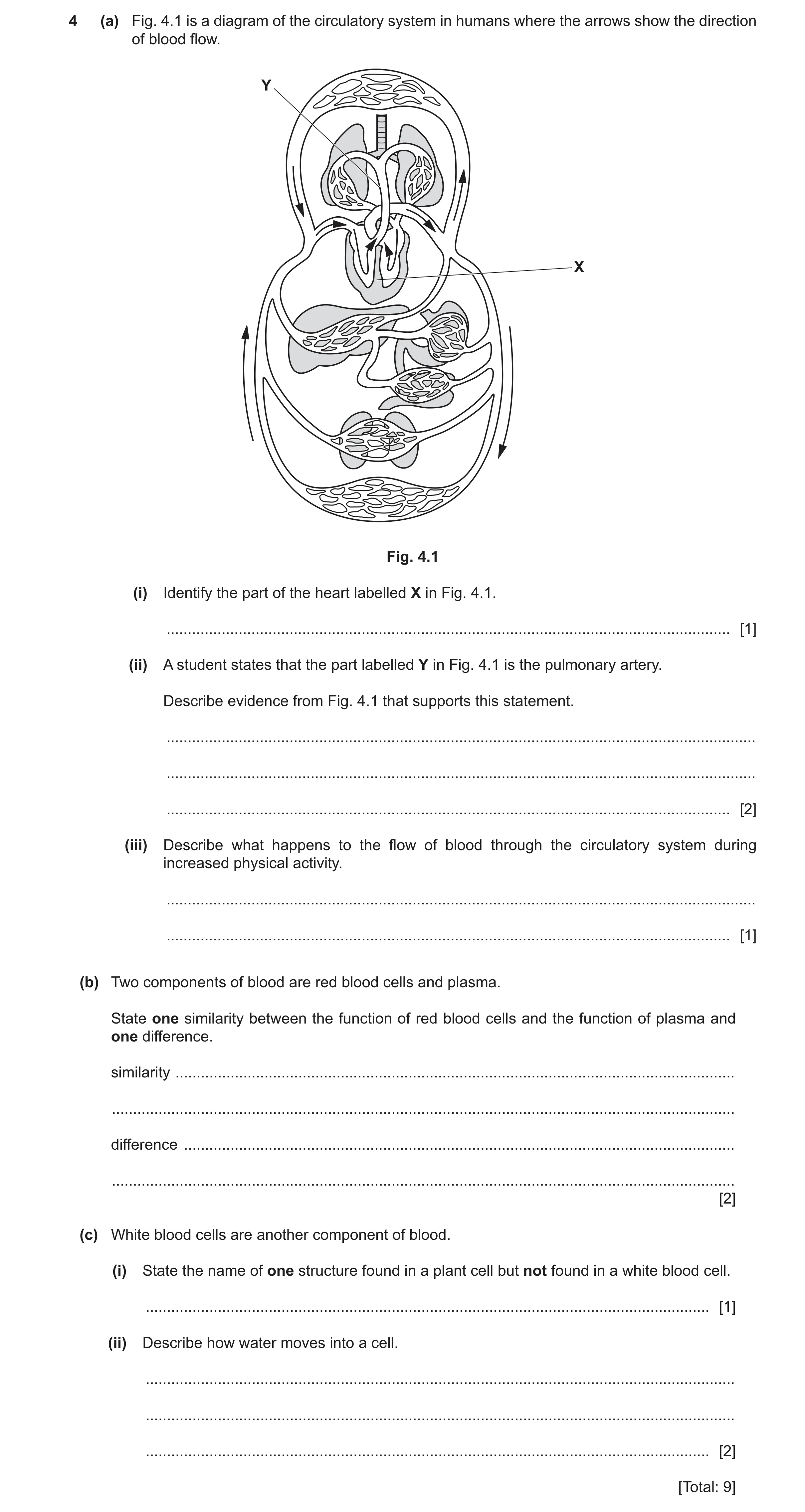 Question 11: (a) Fig. 4.1 is a diagram of the circulatory system in humans where the arrows show the direction of blood flow. Y X Fig. 4.1 (i) Identify …