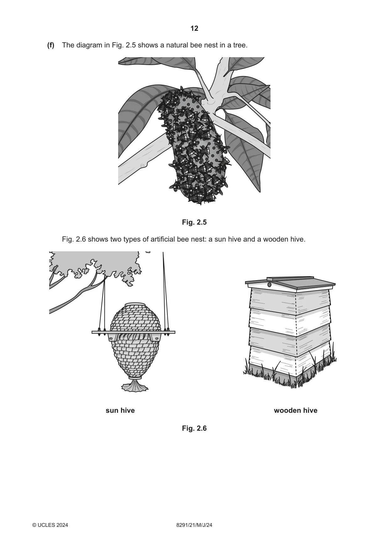 Cambridge A Level Environmental Management (AS only) 8291 2024 May/June Paper 2 · Variant 1 question paper, page 12 of 24