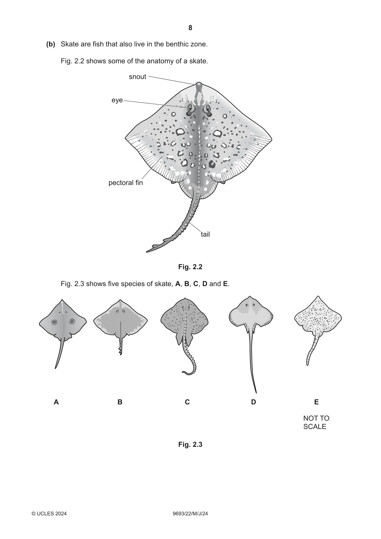 Cambridge A Level Marine Science 9693 2024 May/June Paper 2 · Variant 2 question paper, page 8 of 20