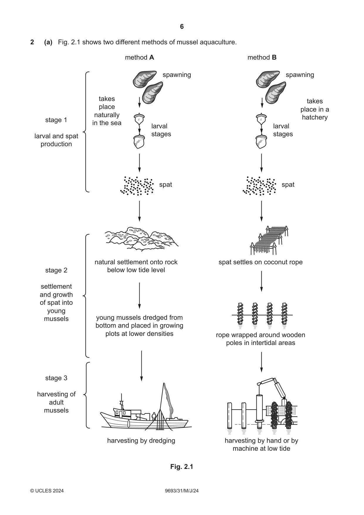 Cambridge A Level Marine Science 9693 2024 May/June Paper 3 · Variant 1 question paper, page 6 of 20