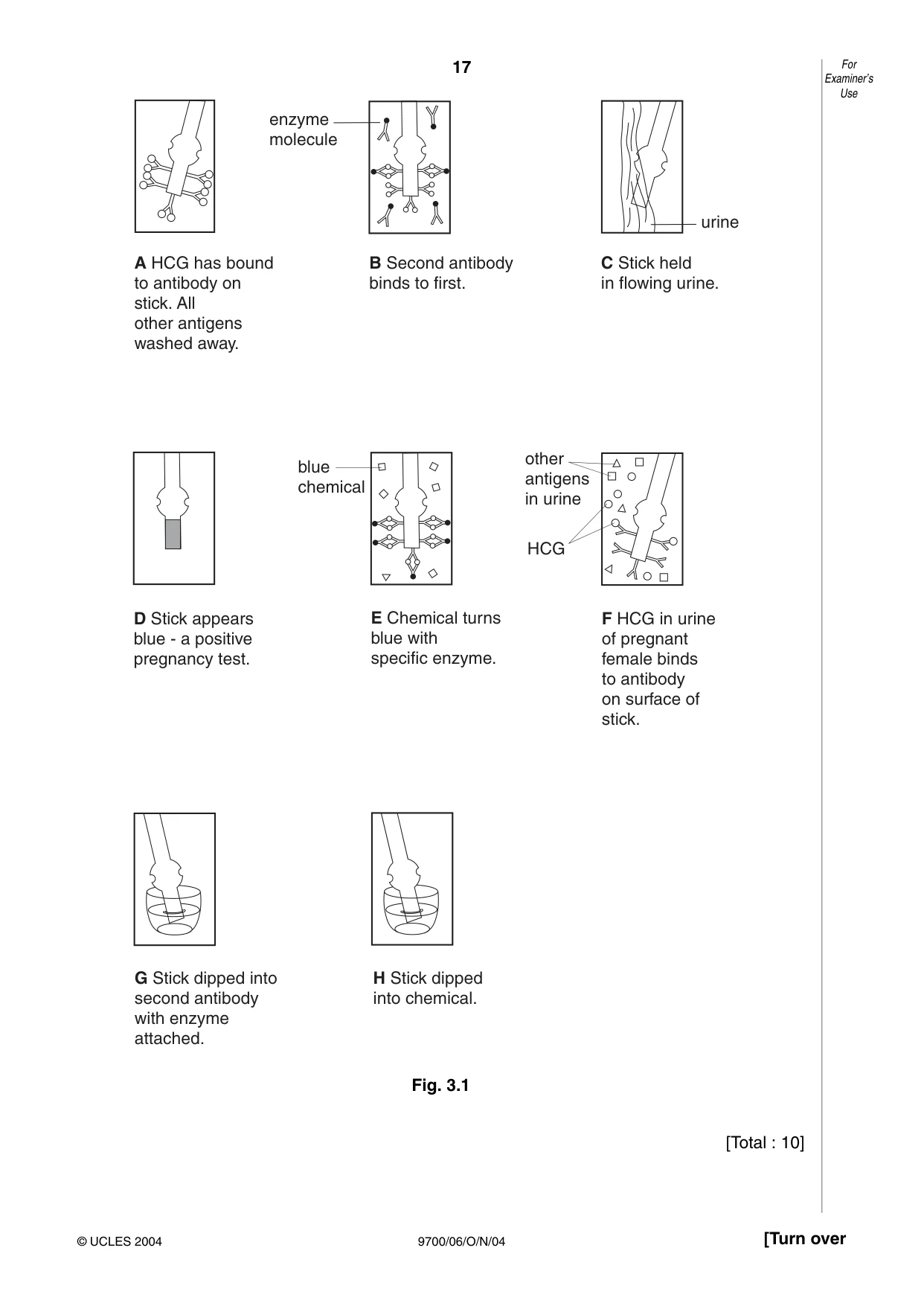 Cambridge A Level Biology 9700 2004 Oct/Nov Paper 6 · Variant 1 question paper, page 17 of 36