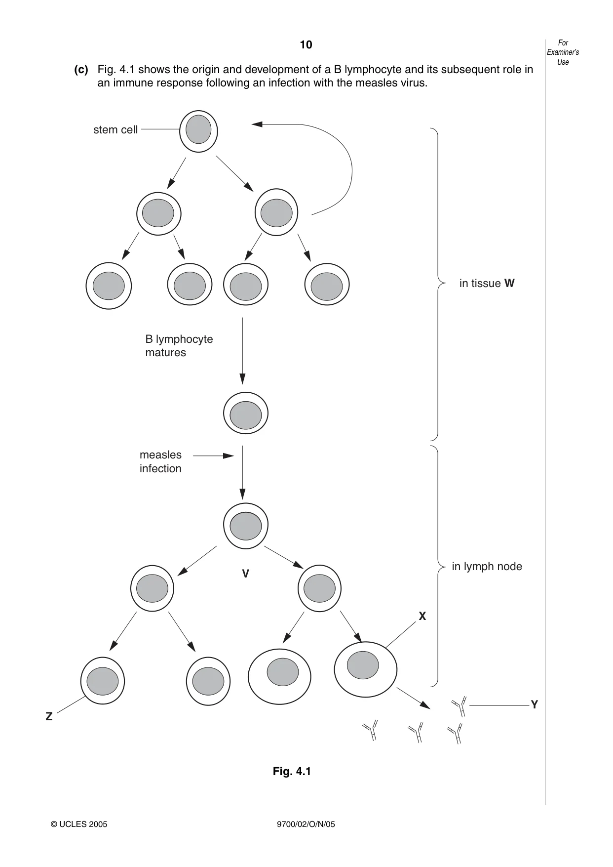 Cambridge A Level Biology 9700 2005 Oct/Nov Paper 2 · Variant 1 question paper, page 10 of 16