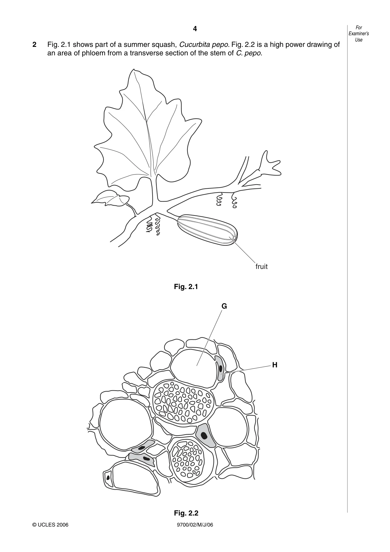 Cambridge A Level Biology 9700 2006 May/June Paper 2 · Variant 1 question paper, page 4 of 16