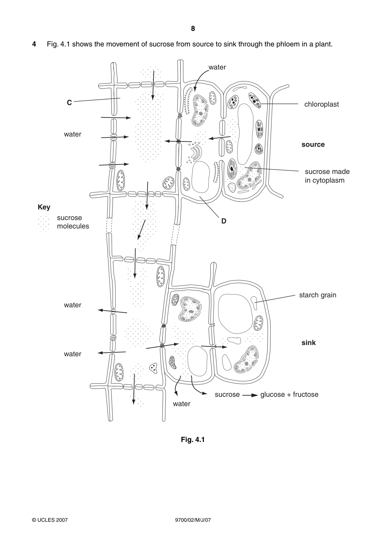 Cambridge A Level Biology 9700 2007 May/June Paper 2 · Variant 1 question paper, page 8 of 16