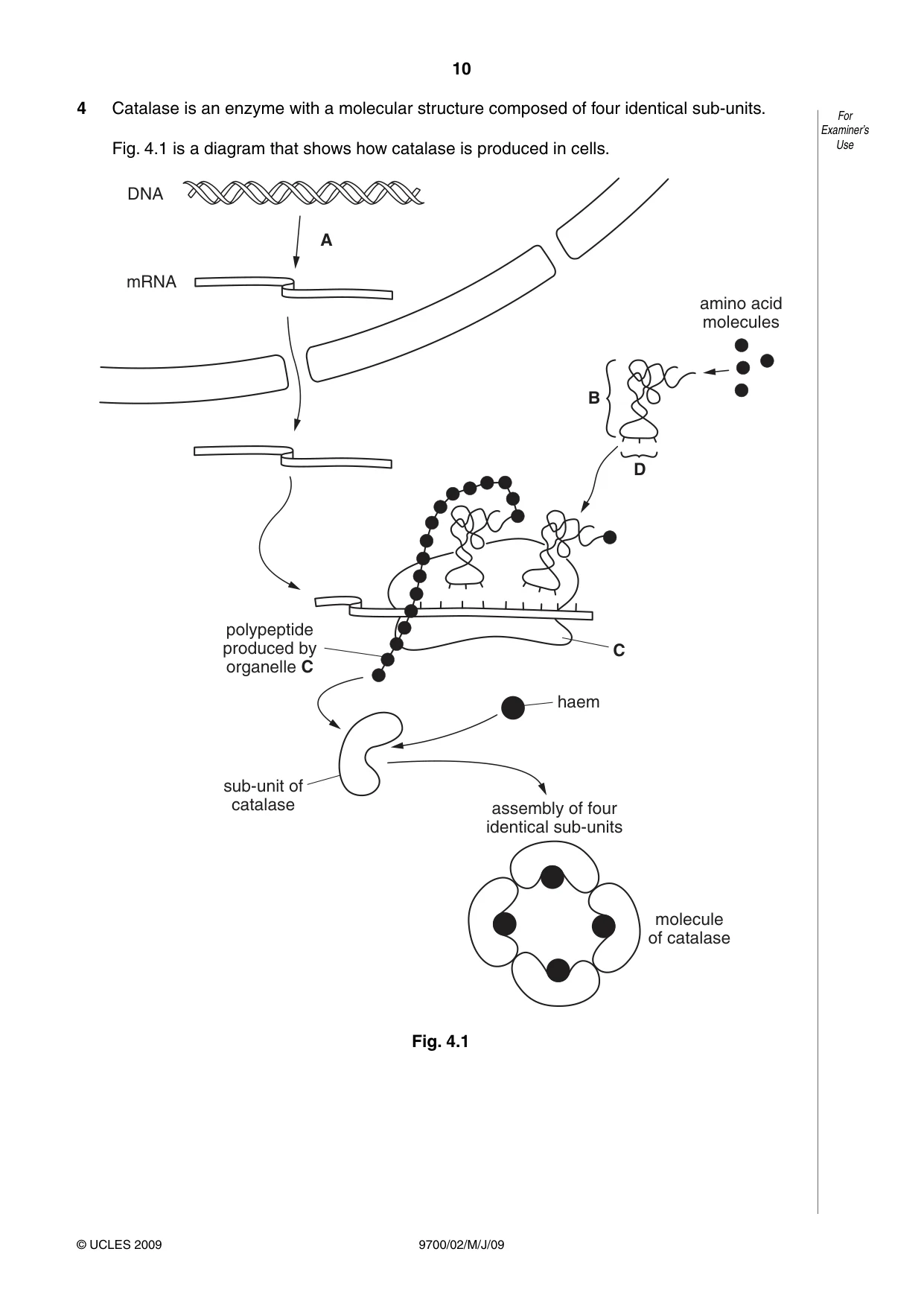 Cambridge A Level Biology 9700 2009 May/June Paper 2 · Variant 1 question paper, page 11 of 41