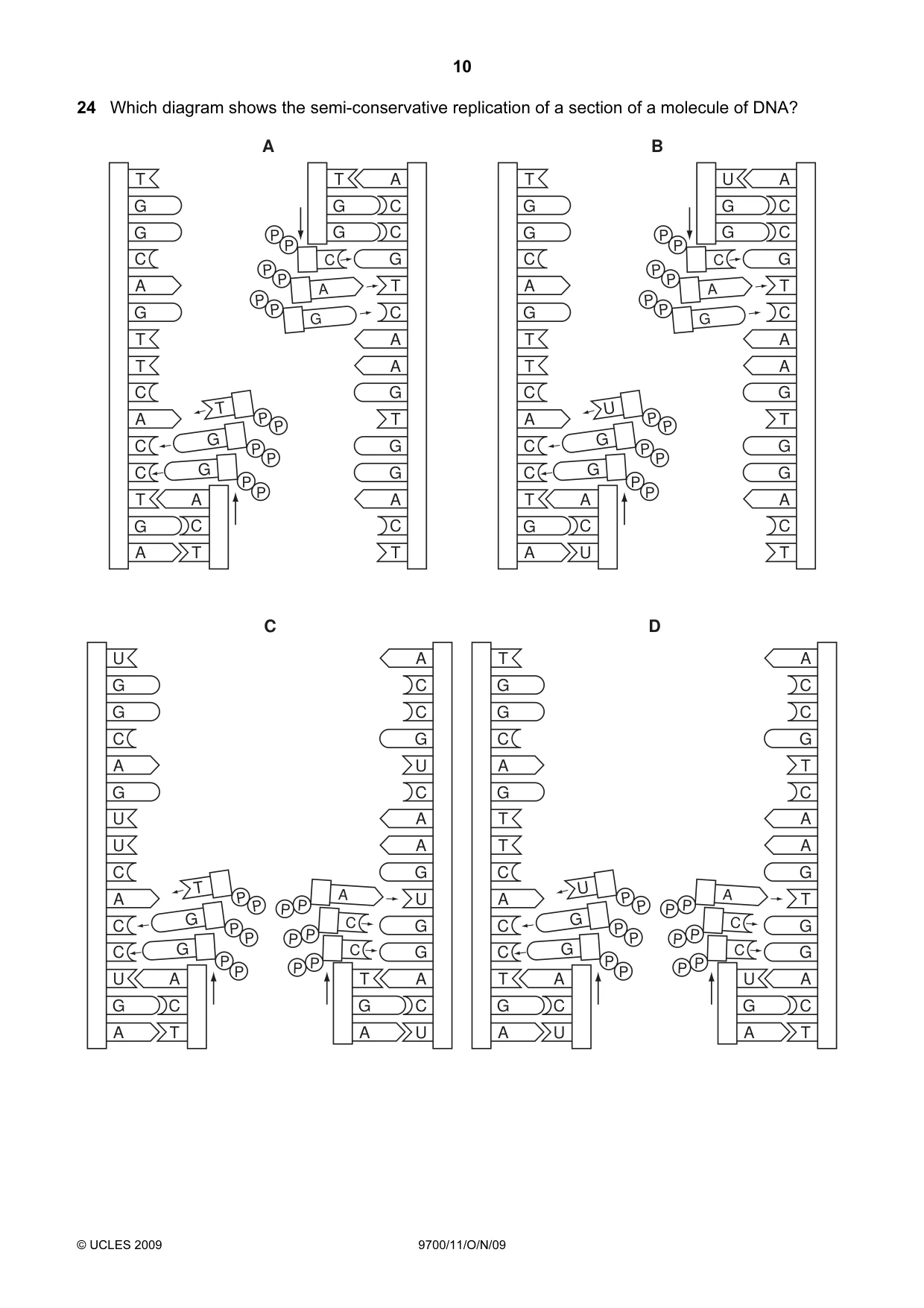 Cambridge A Level Biology 9700 2009 Oct/Nov Paper 1 · Variant 1 question paper, page 10 of 16