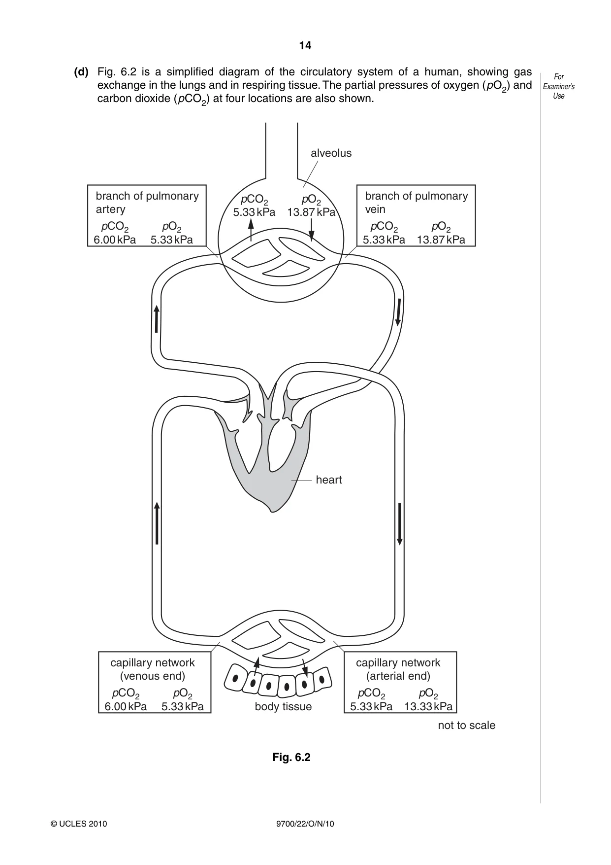 Cambridge A Level Biology 9700 2010 Oct/Nov Paper 2 · Variant 2 question paper, page 14 of 16