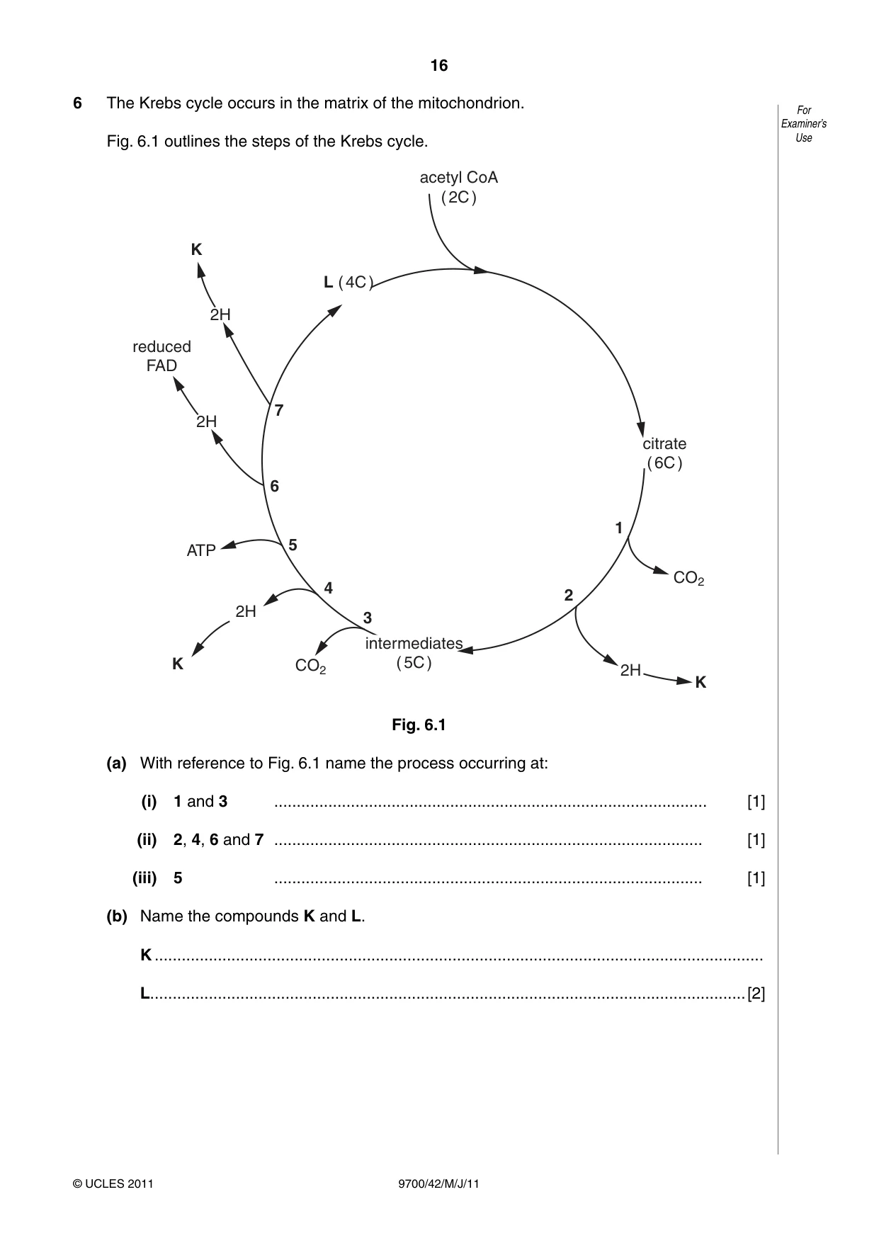 Cambridge A Level Biology 9700 2011 May/June Paper 4 · Variant 2 question paper, page 16 of 24
