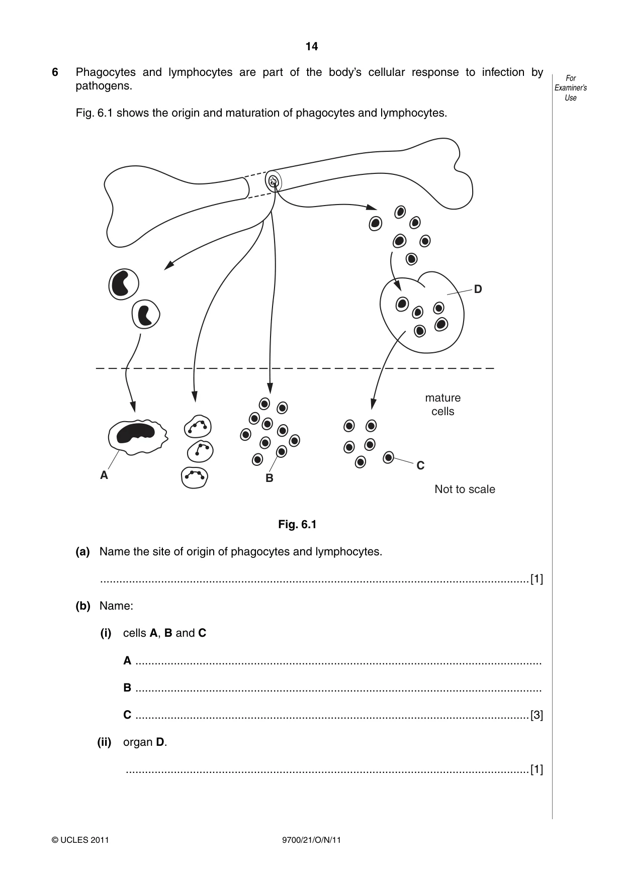 Cambridge A Level Biology 9700 2011 Oct/Nov Paper 2 · Variant 1 question paper, page 14 of 16