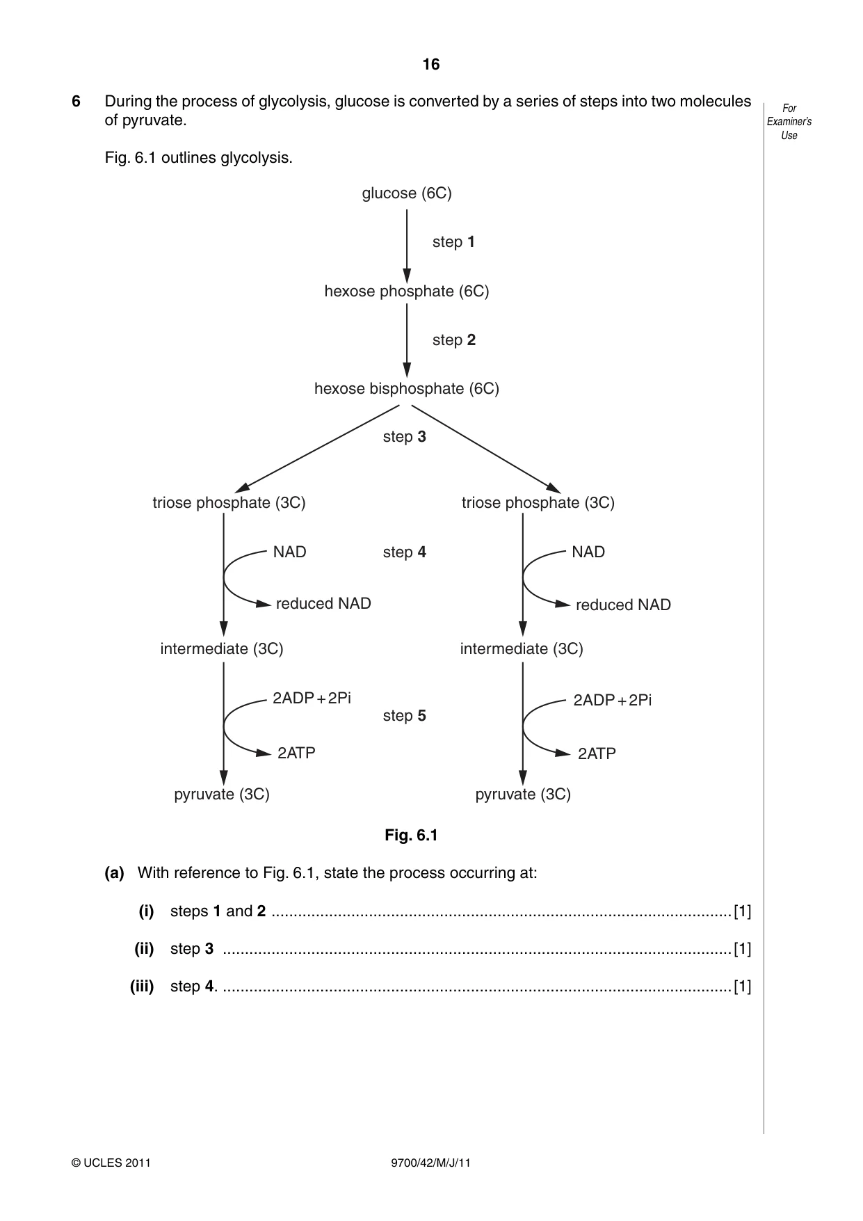 Cambridge A Level Biology 9700 2011 Oct/Nov Paper 4 · Variant 2 question paper, page 16 of 24
